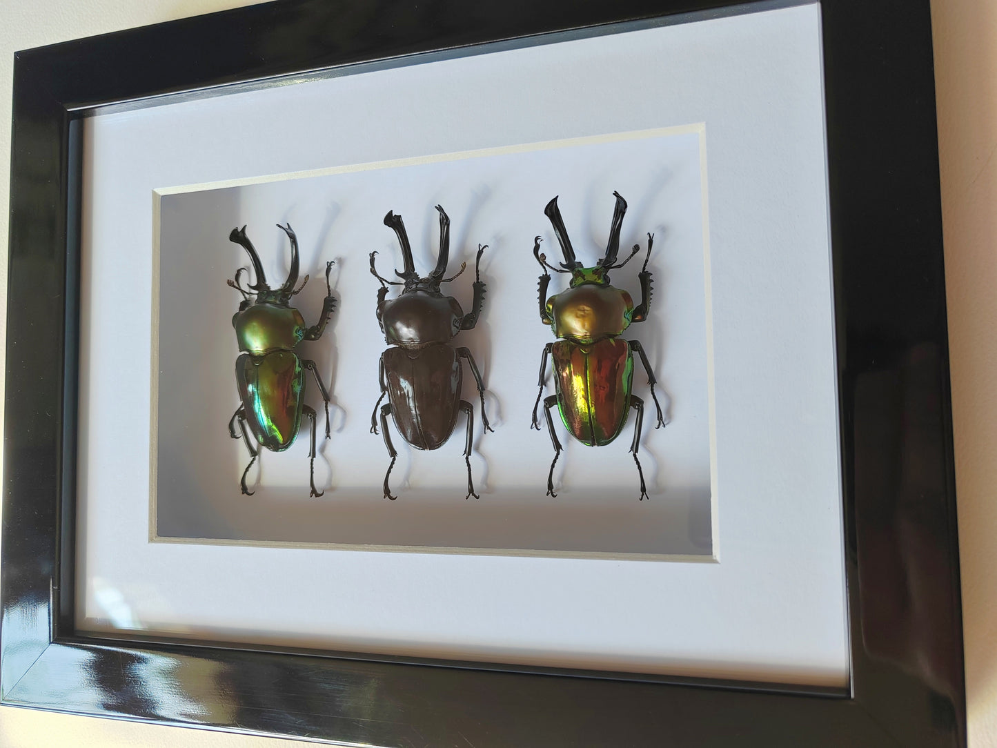 Phalacrognathus muelleri, Rainbow Stag Beetles, rare colour morph males real framed specimens