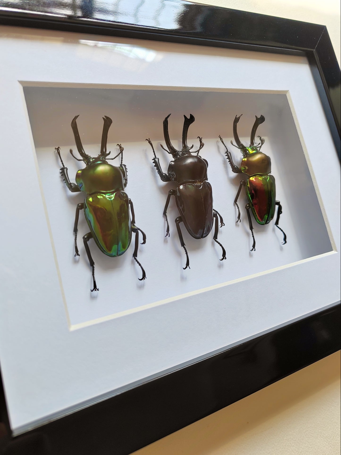 Phalacrognathus muelleri, Rainbow Stag Beetles, rare colour morph males real framed specimens