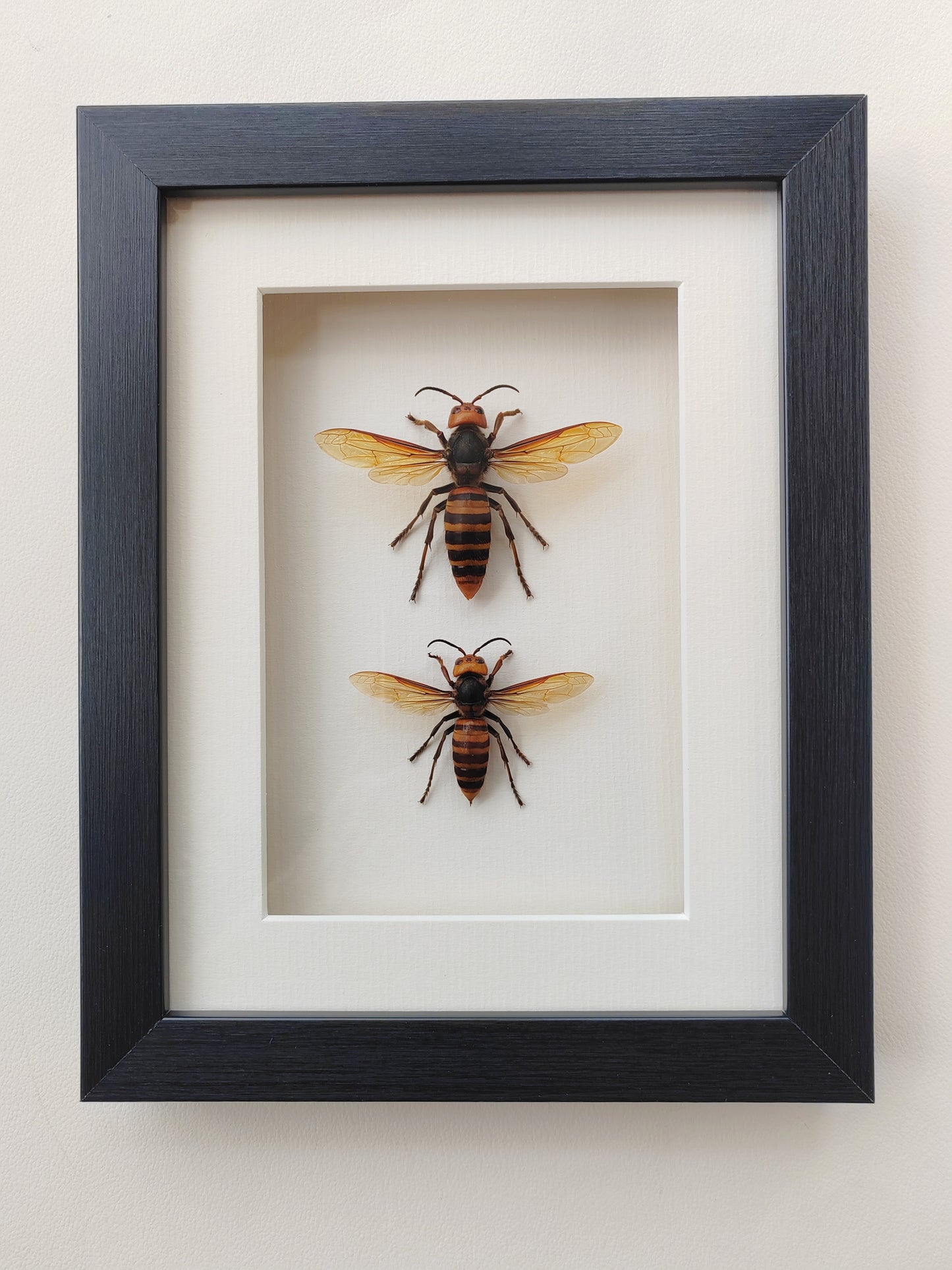 Vespa mandarinia, Giant Asian Hornet - real Queen and Worker framed specimens