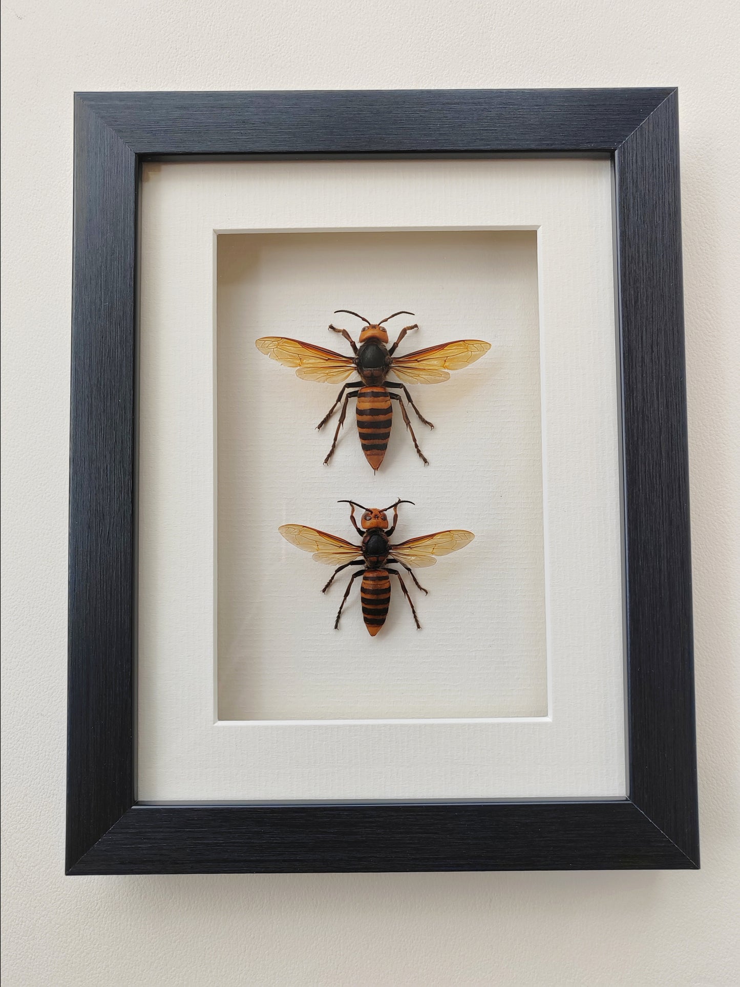 Vespa mandarinia, Giant Asian Hornet - real Queen and Worker framed specimens