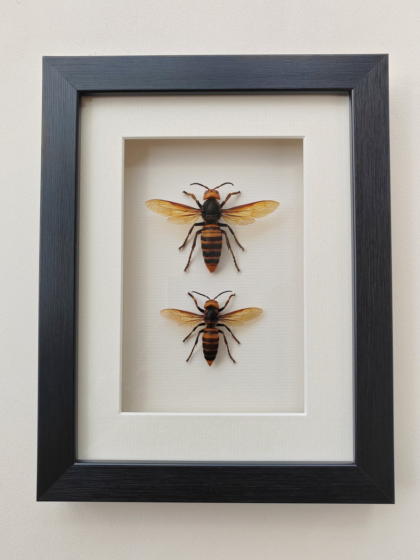 Vespa mandarinia, Giant Asian Hornet - real Queen and Worker framed specimens