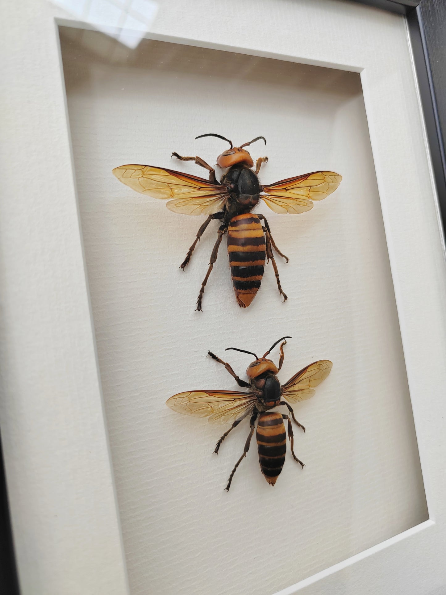 Vespa mandarinia, Giant Asian Hornet - real Queen and Worker framed specimens