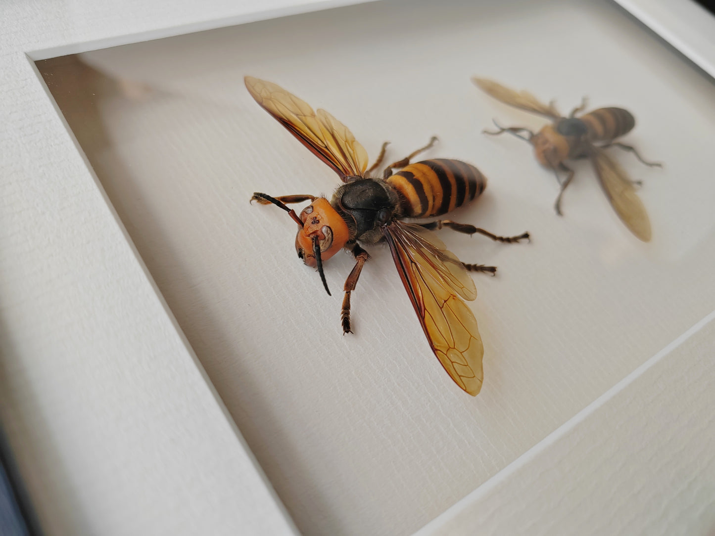 Vespa mandarinia, Giant Asian Hornet - real Queen and Worker framed specimens