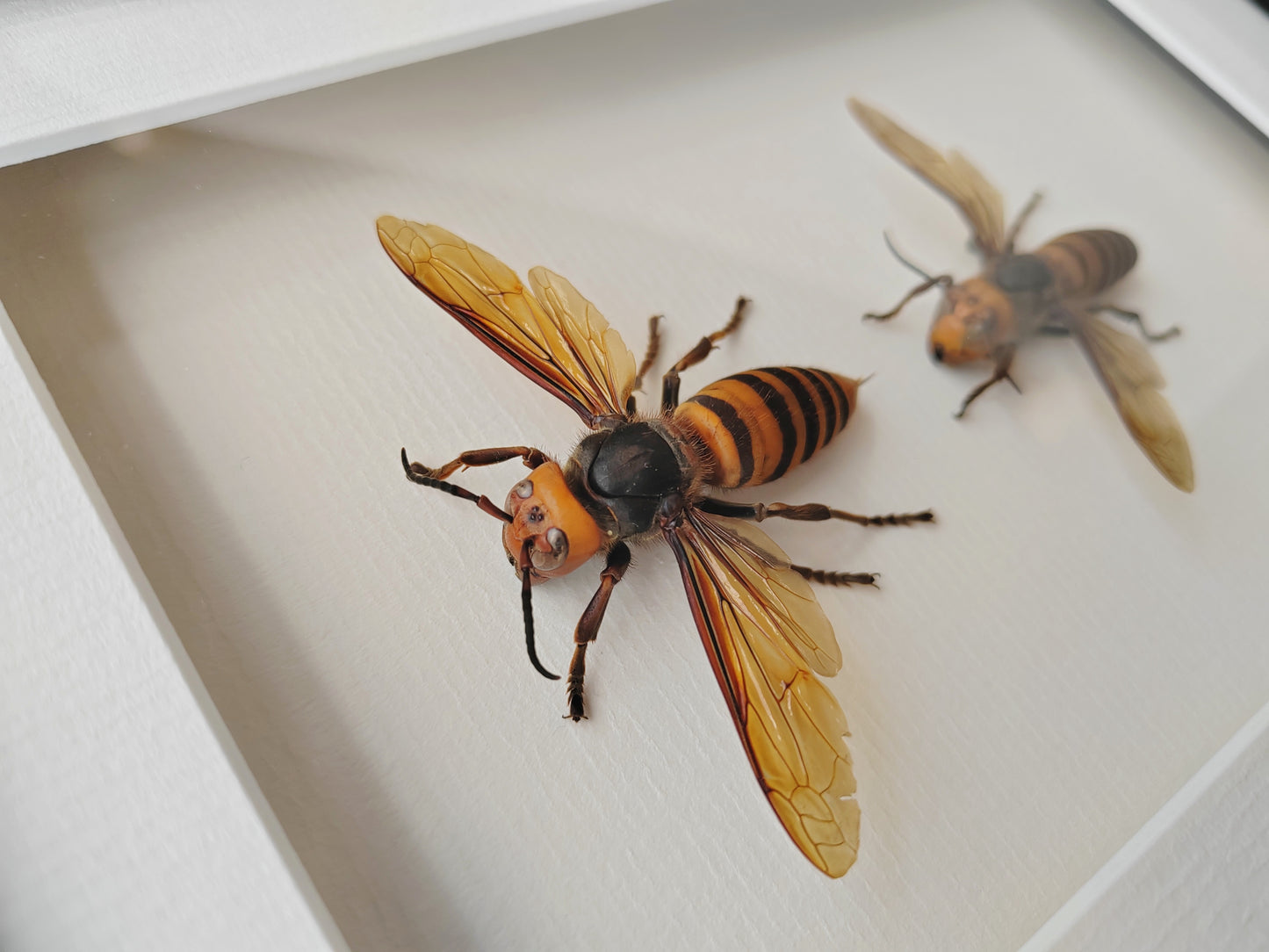 Vespa mandarinia, Giant Asian Hornet - real Queen and Worker framed specimens