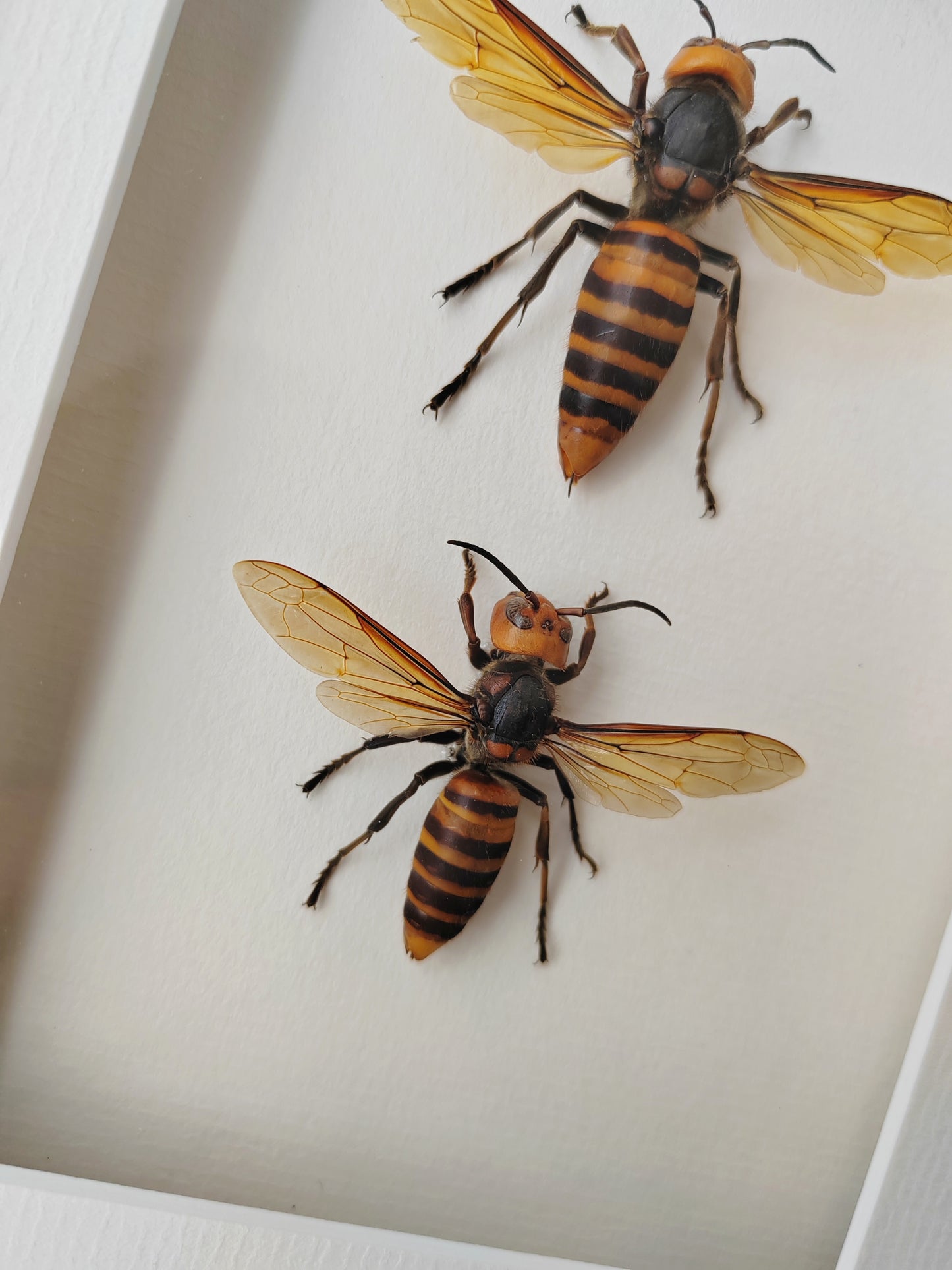 Vespa mandarinia, Giant Asian Hornet - real Queen and Worker framed specimens