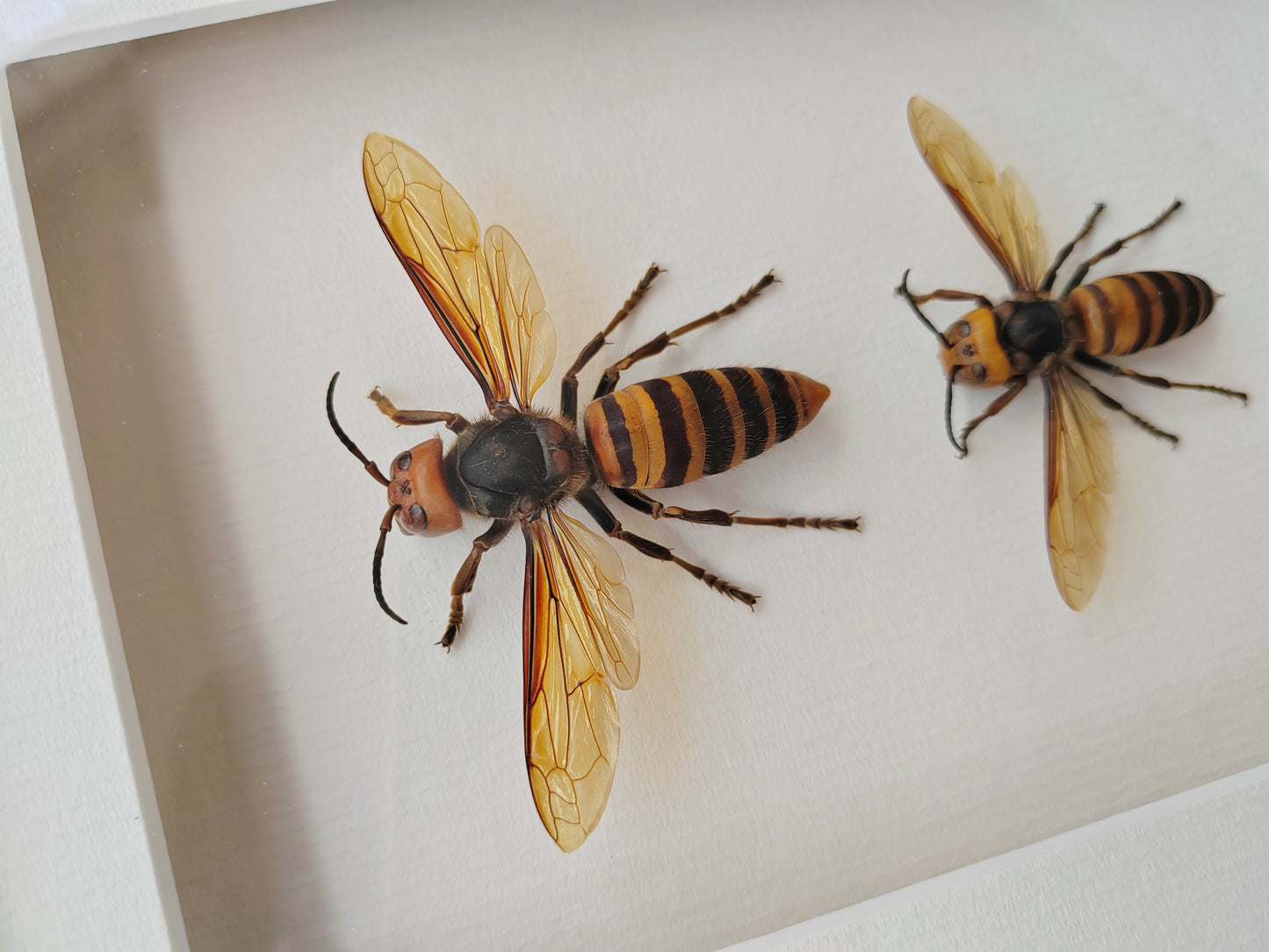 Vespa mandarinia, Giant Asian Hornet - real Queen and Worker framed specimens