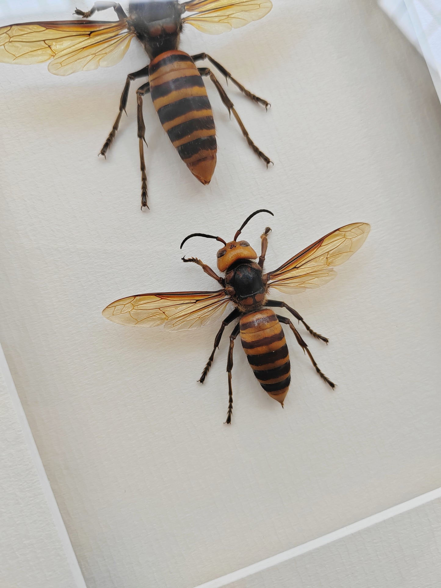 Vespa mandarinia, Giant Asian Hornet - real Queen and Worker framed specimens