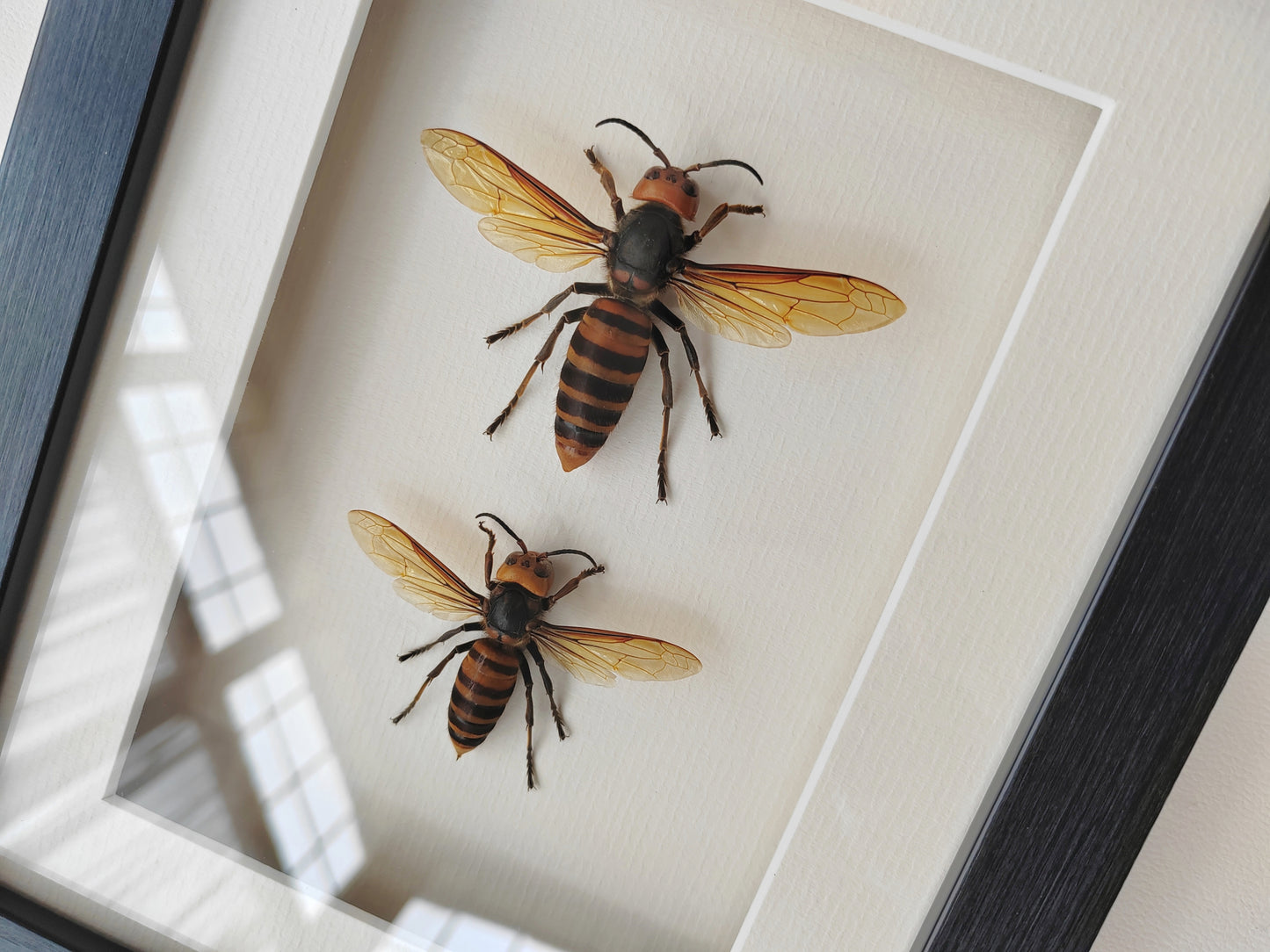 Vespa mandarinia, Giant Asian Hornet - real Queen and Worker framed specimens