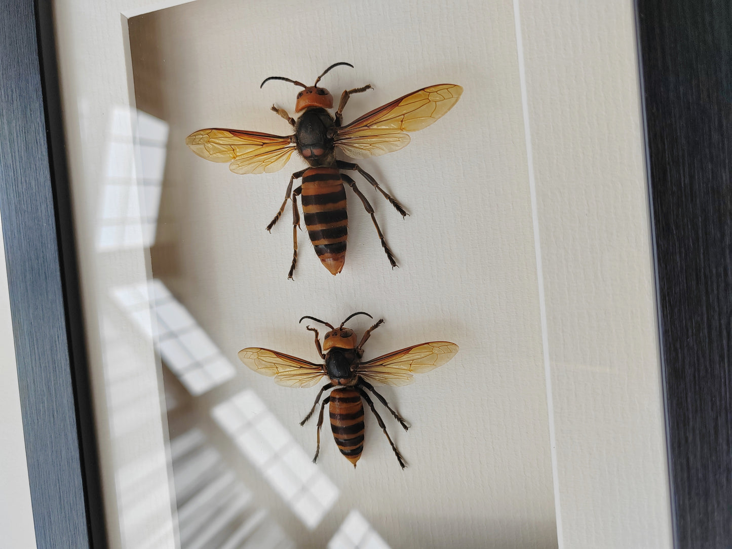 Vespa mandarinia, Giant Asian Hornet - real Queen and Worker framed specimens