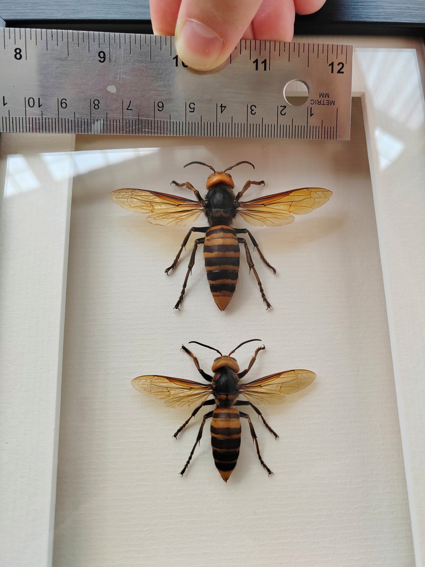 Vespa mandarinia, Giant Asian Hornet - real Queen and Worker framed specimens