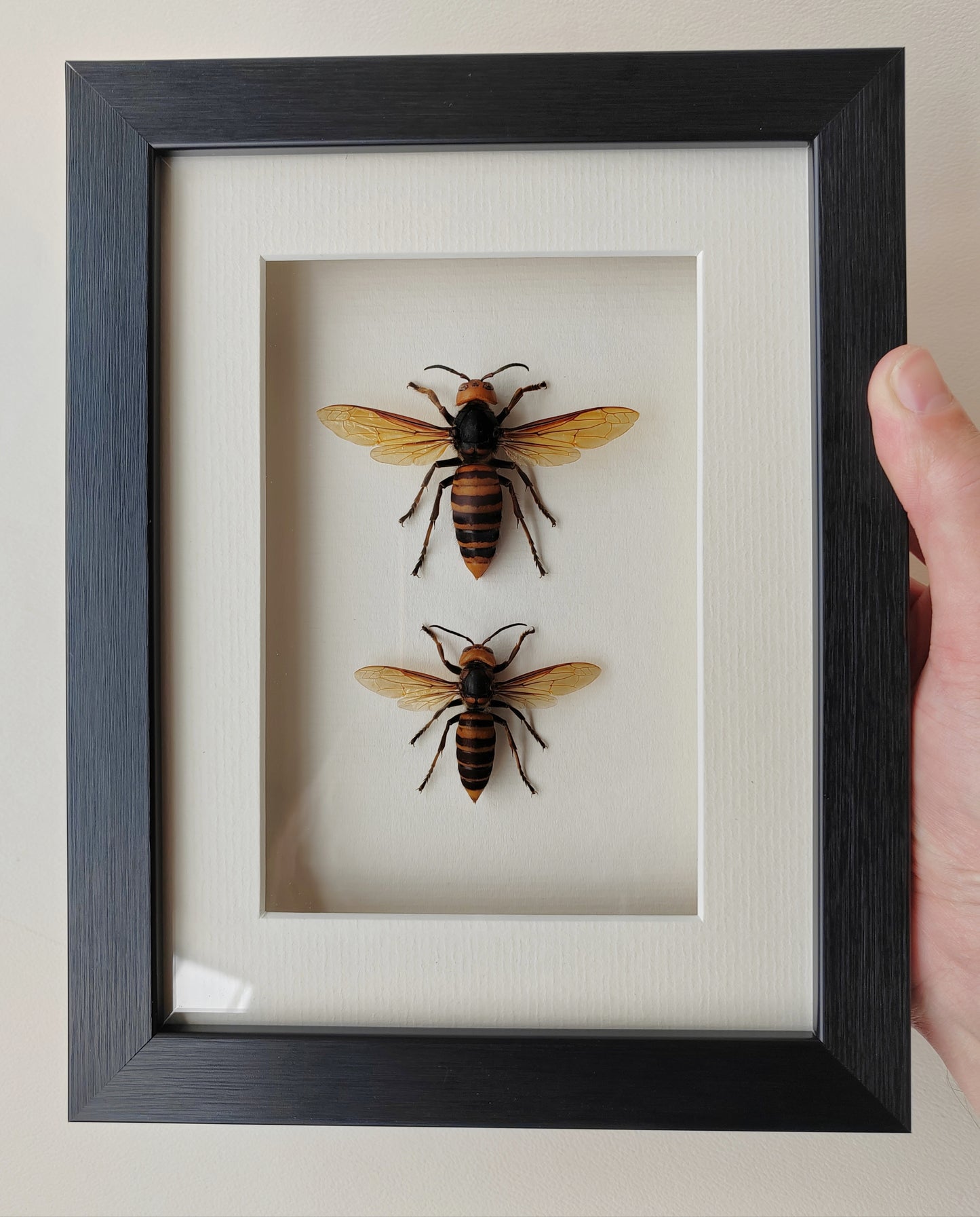 Vespa mandarinia, Giant Asian Hornet - real Queen and Worker framed specimens