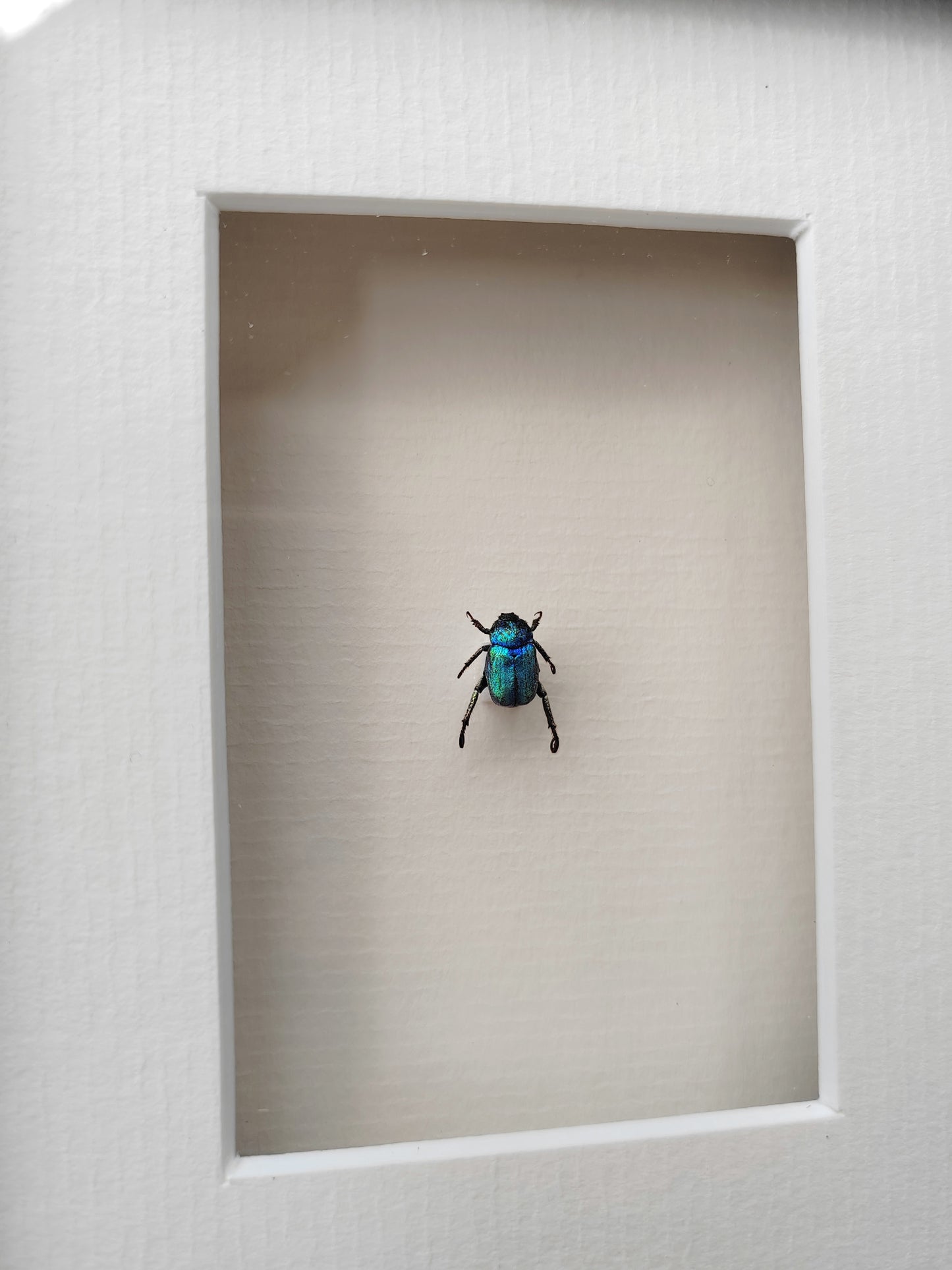 Hoplia coerulea, small blue chafer, real framed specimen