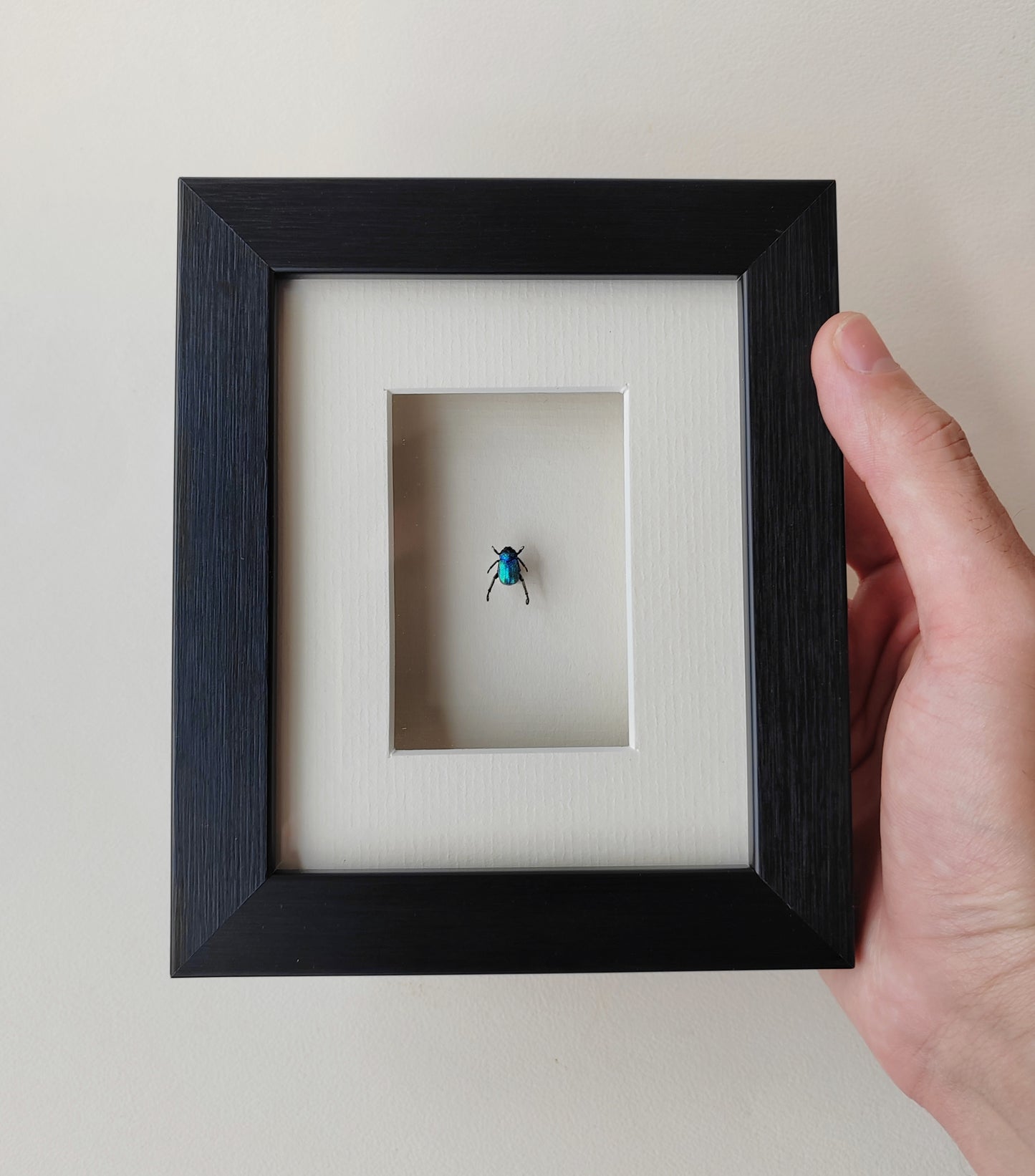 Hoplia coerulea, small blue chafer, real framed specimen