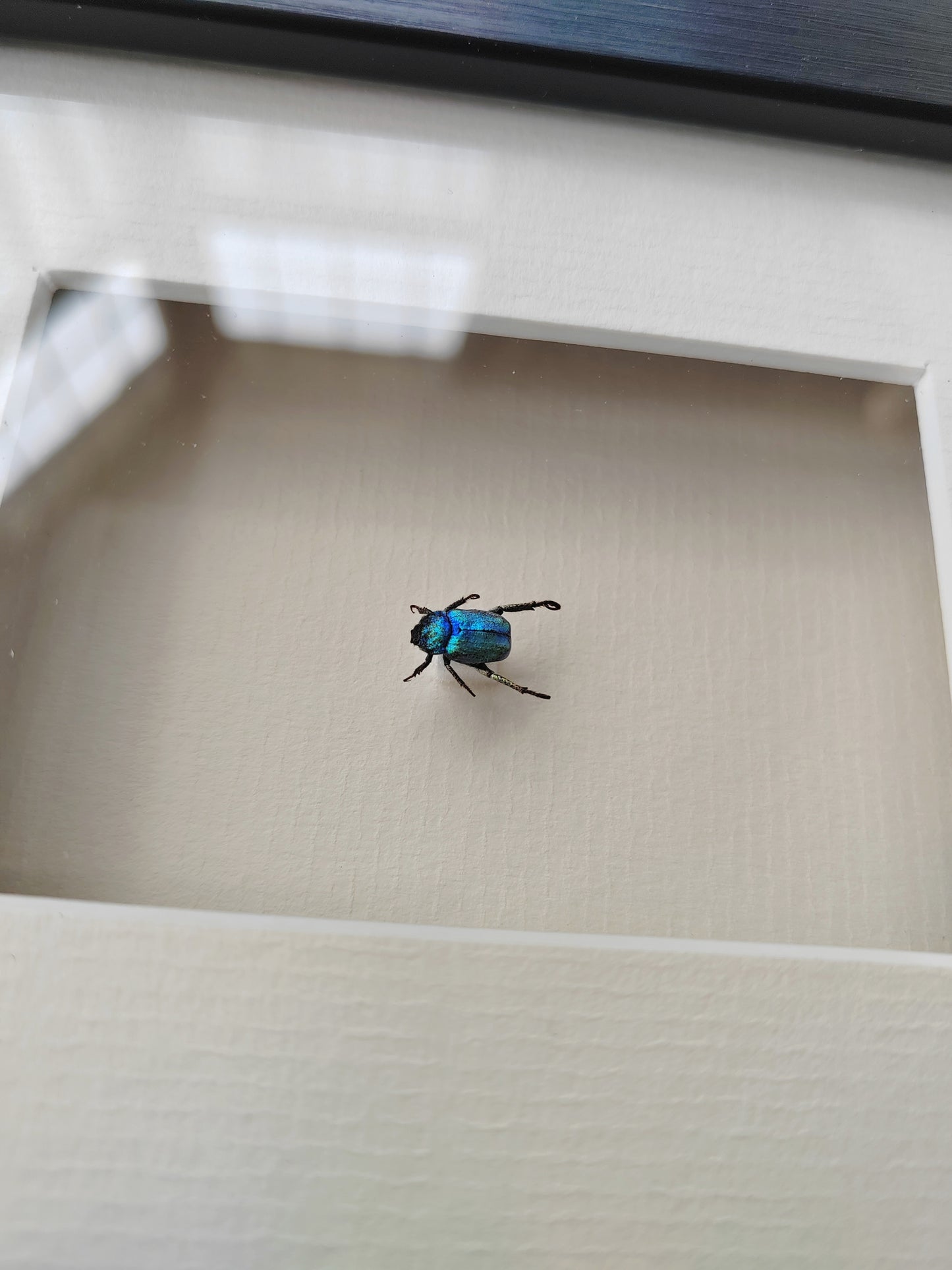 Hoplia coerulea, small blue chafer, real framed specimen