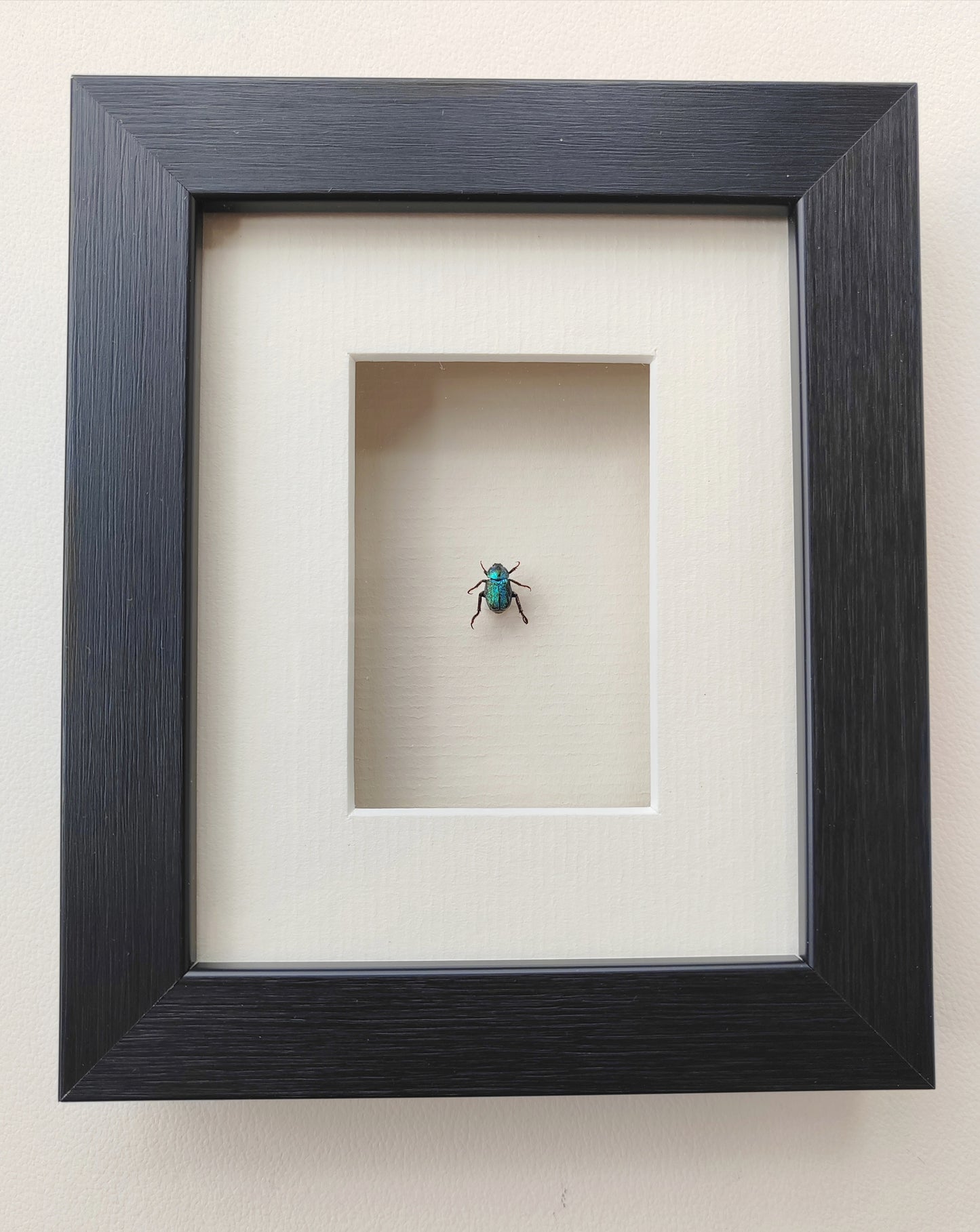 Hoplia coerulea, small blue chafer, real framed specimen