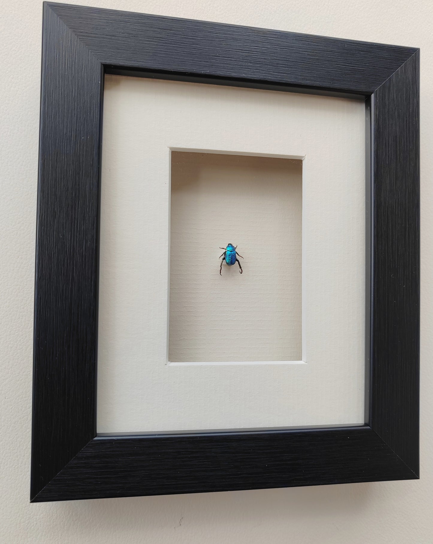 Hoplia coerulea, small blue chafer, real framed specimen