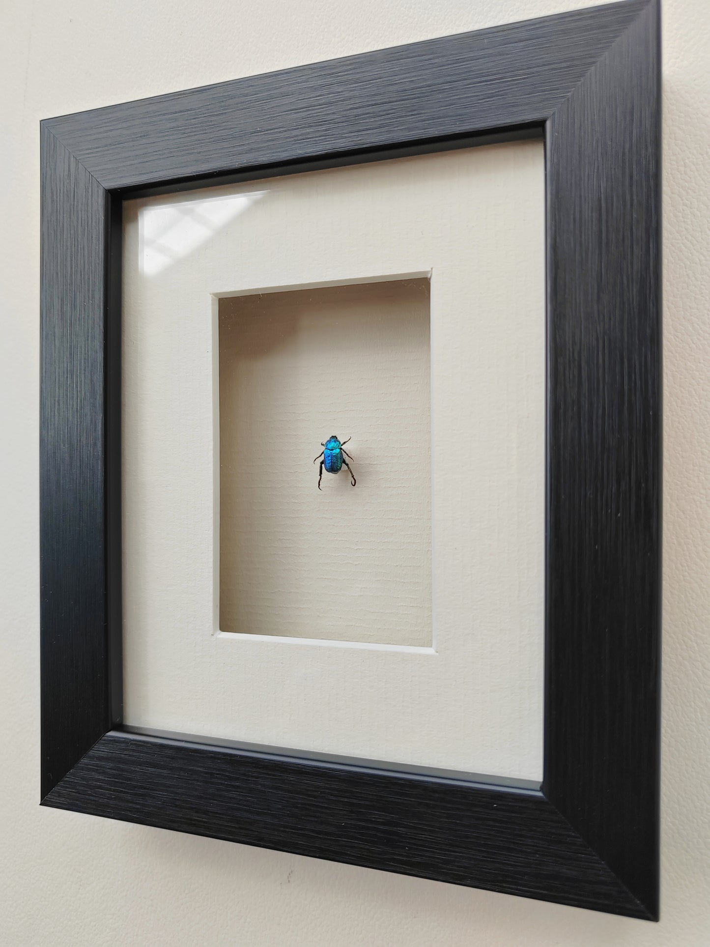 Hoplia coerulea, small blue chafer, real framed specimen