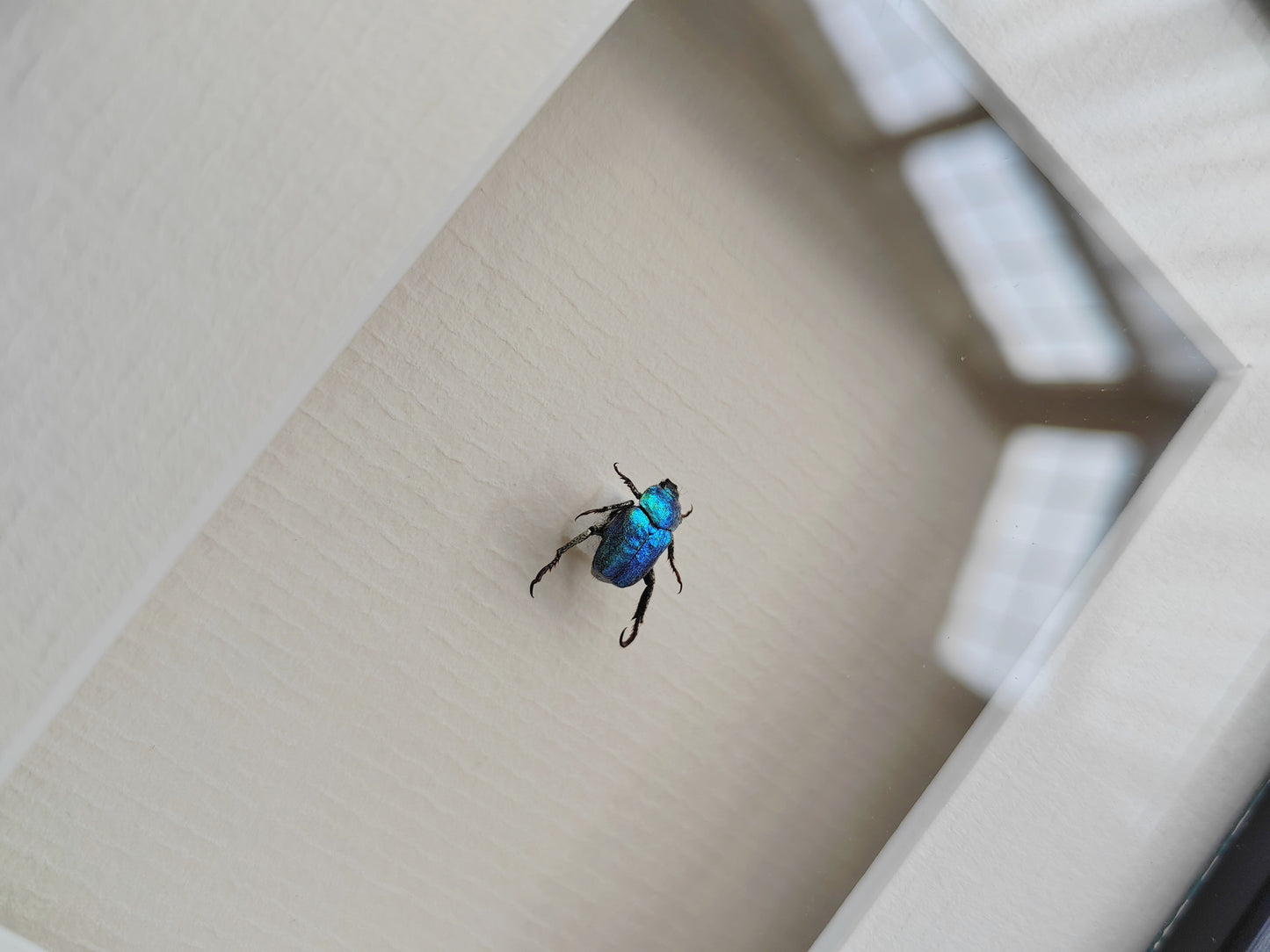 Hoplia coerulea, small blue chafer, real framed specimen