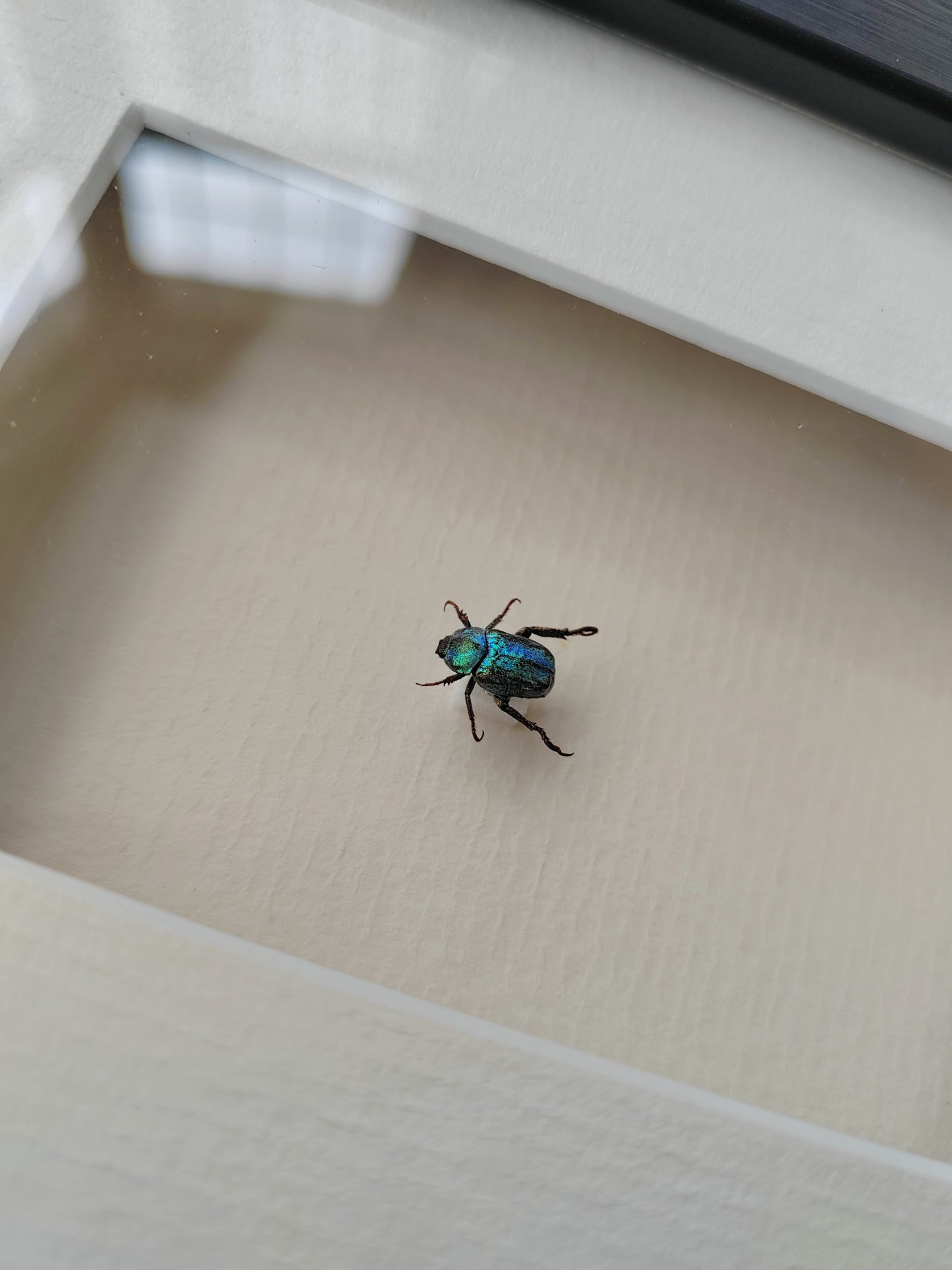 Hoplia coerulea, small blue chafer, real framed specimen