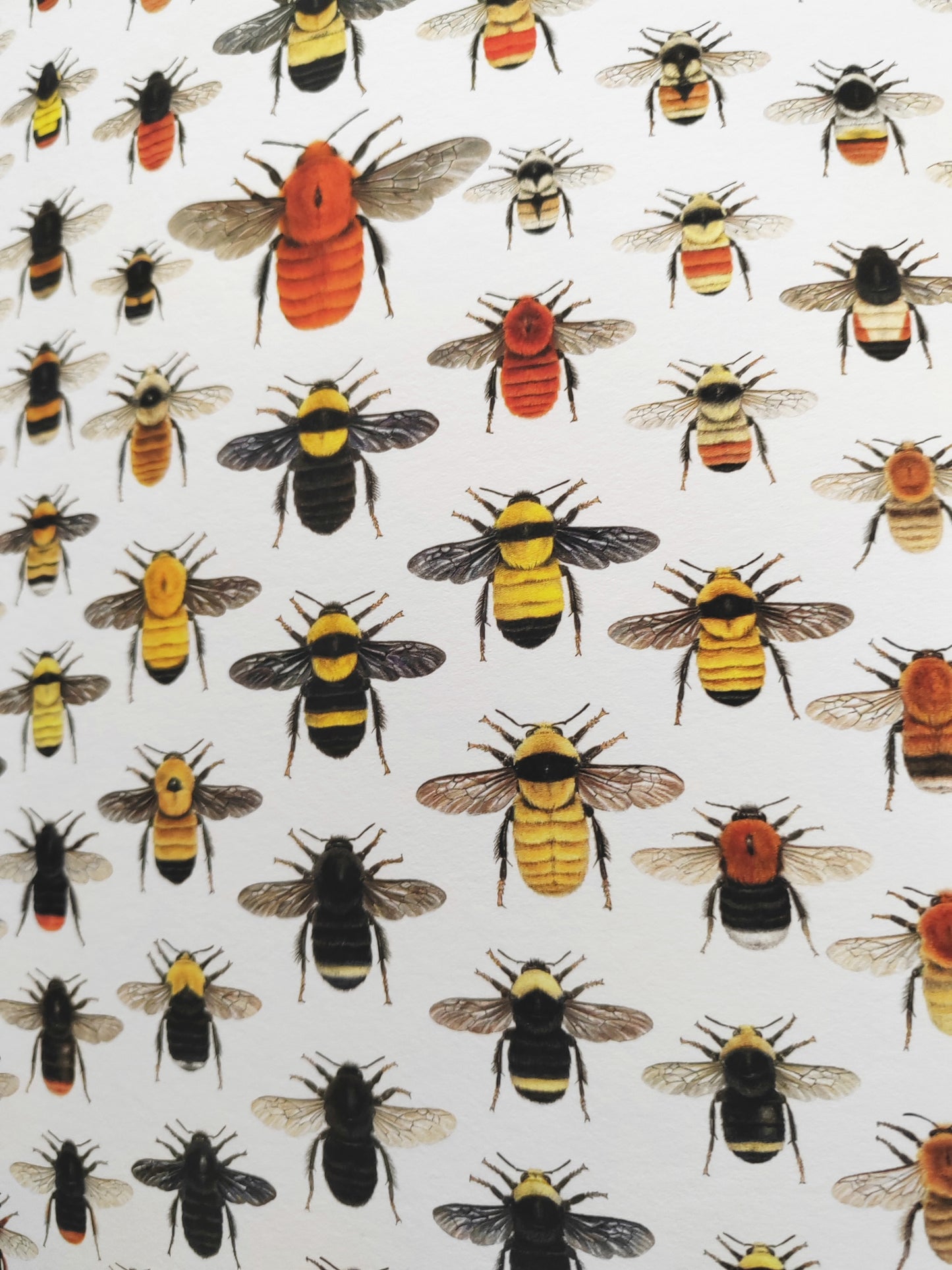 World Bumblebees, A3 size limited edition print, lifesize!