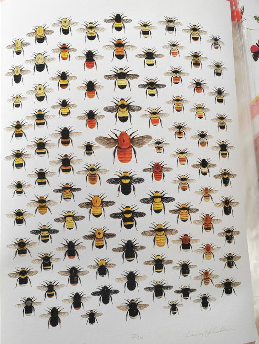 World Bumblebees, A3 size limited edition print, lifesize!