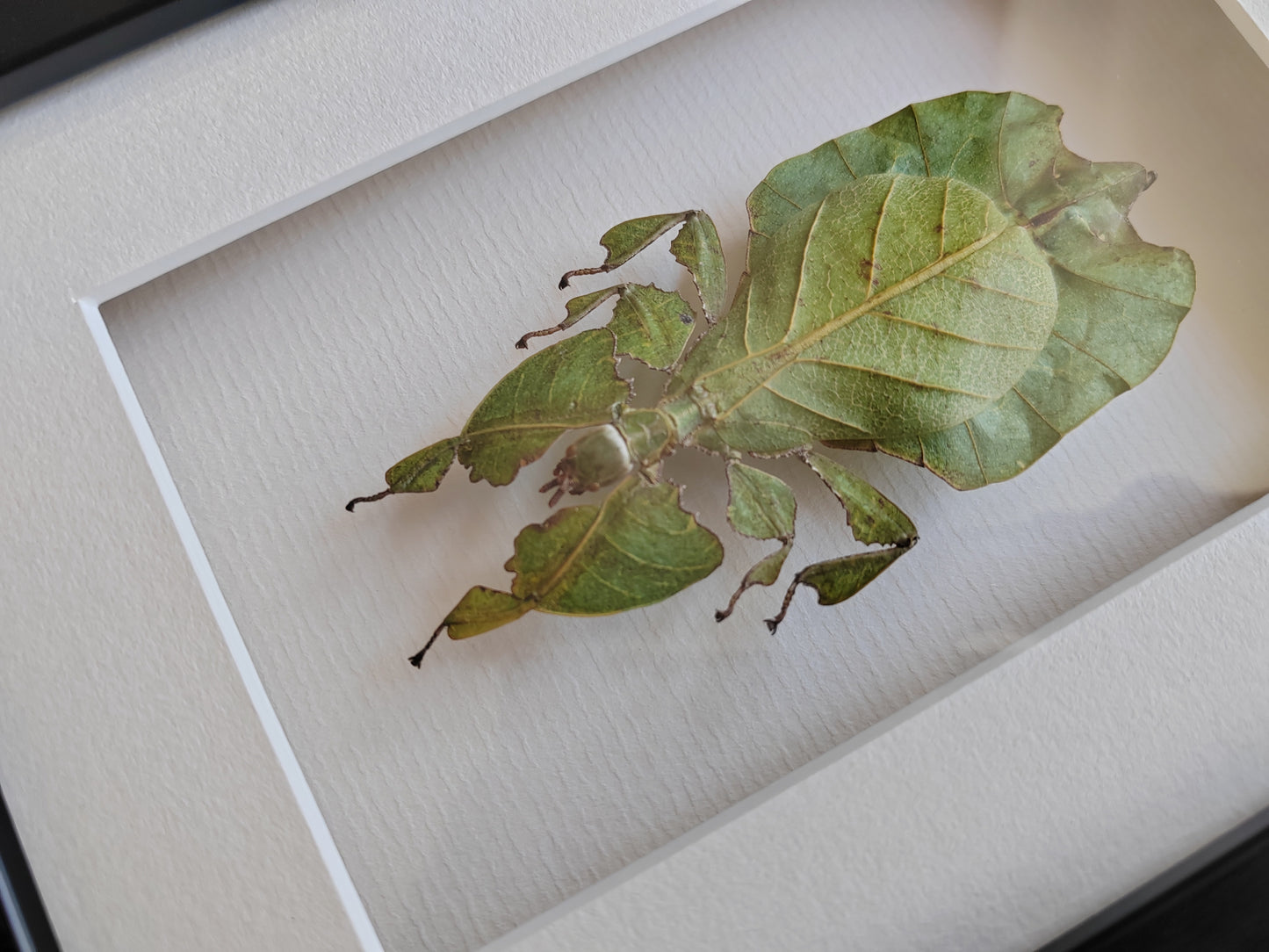 Framed Phyllium pulchrifolium specimen, Leaf Insect