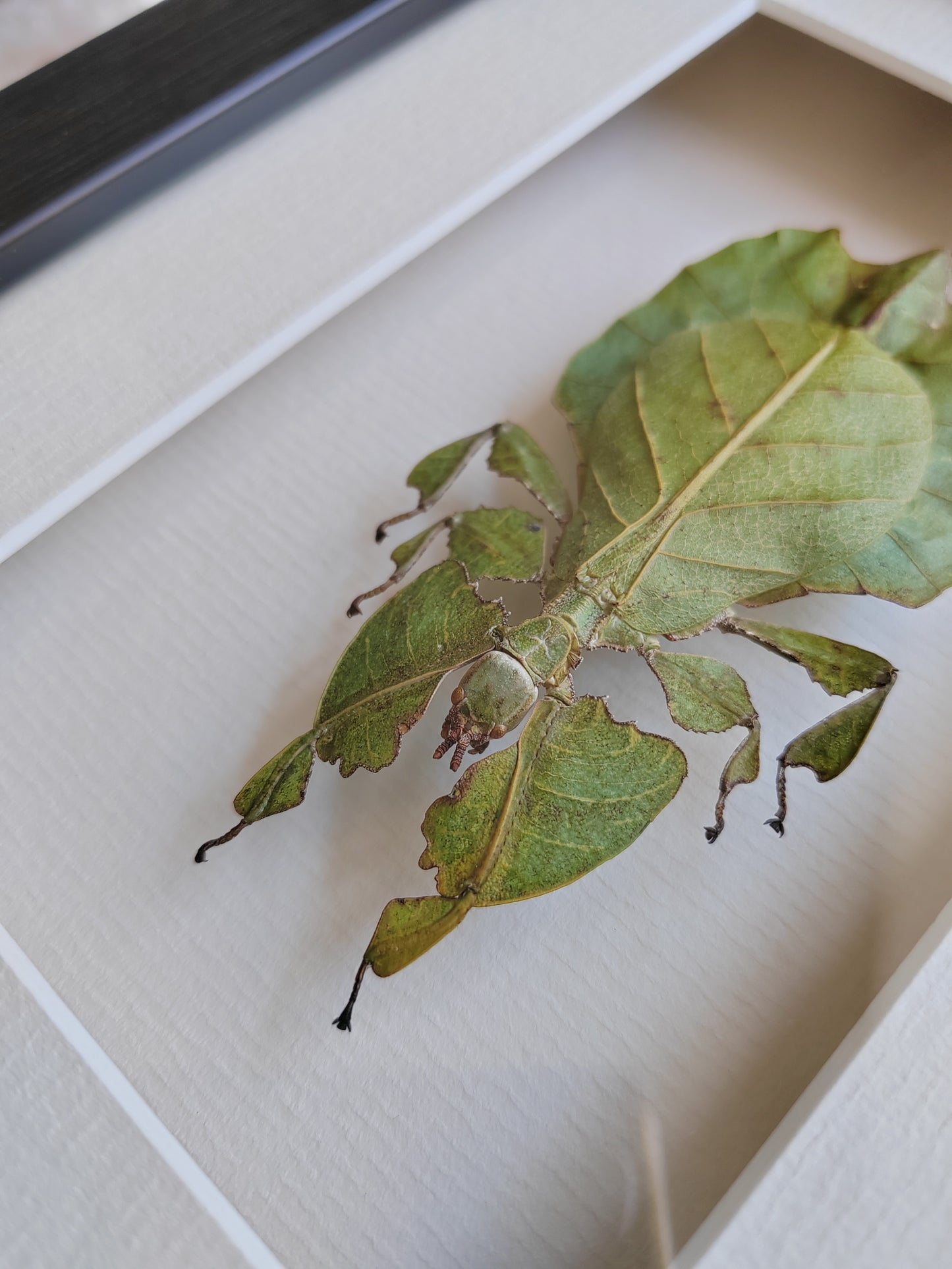 Framed Phyllium pulchrifolium specimen, Leaf Insect