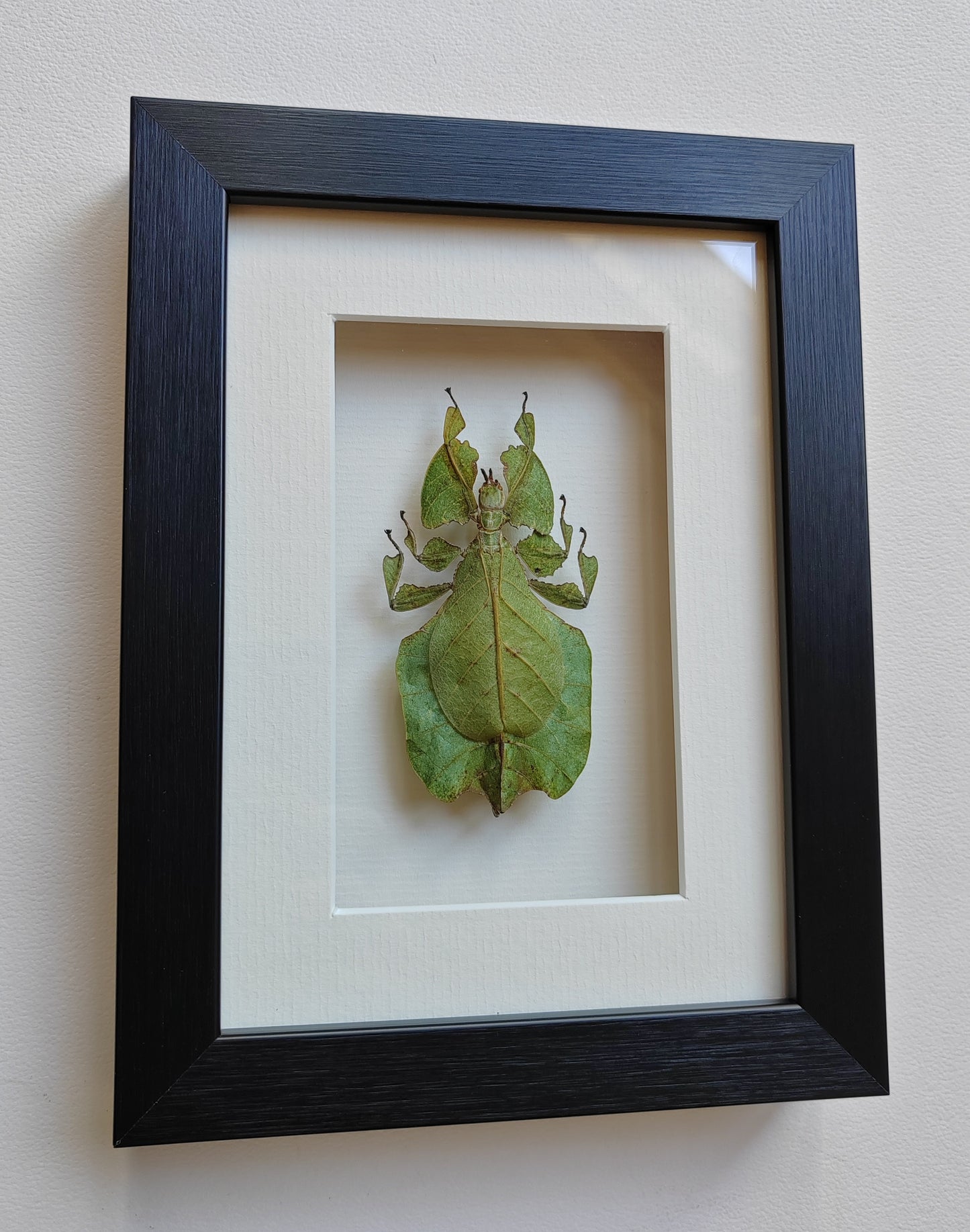 Framed Phyllium pulchrifolium specimen, Leaf Insect