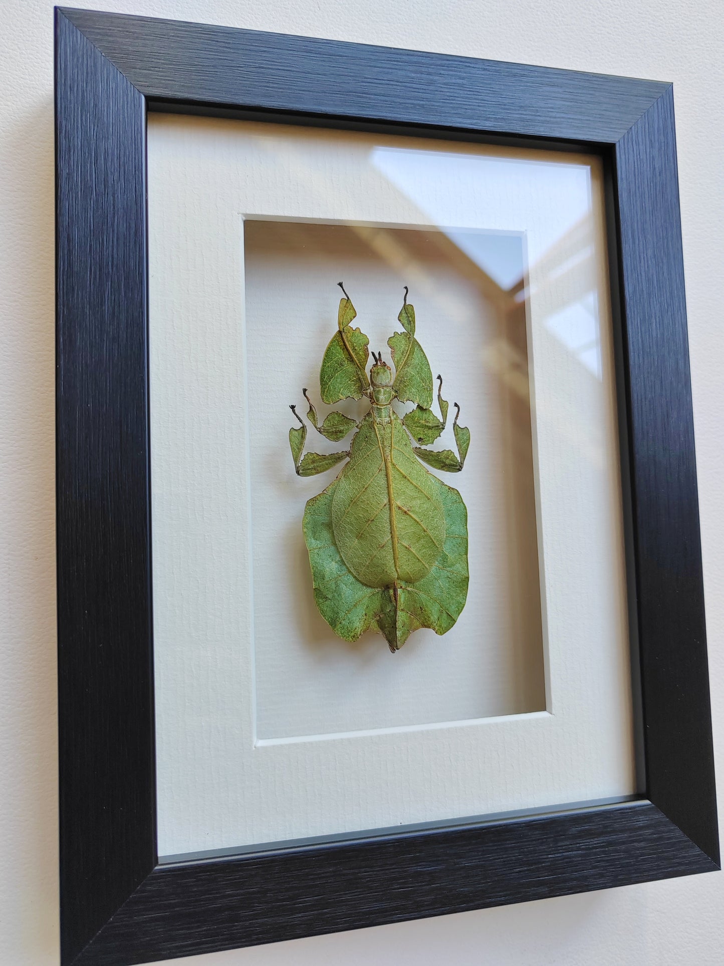 Framed Phyllium pulchrifolium specimen, Leaf Insect