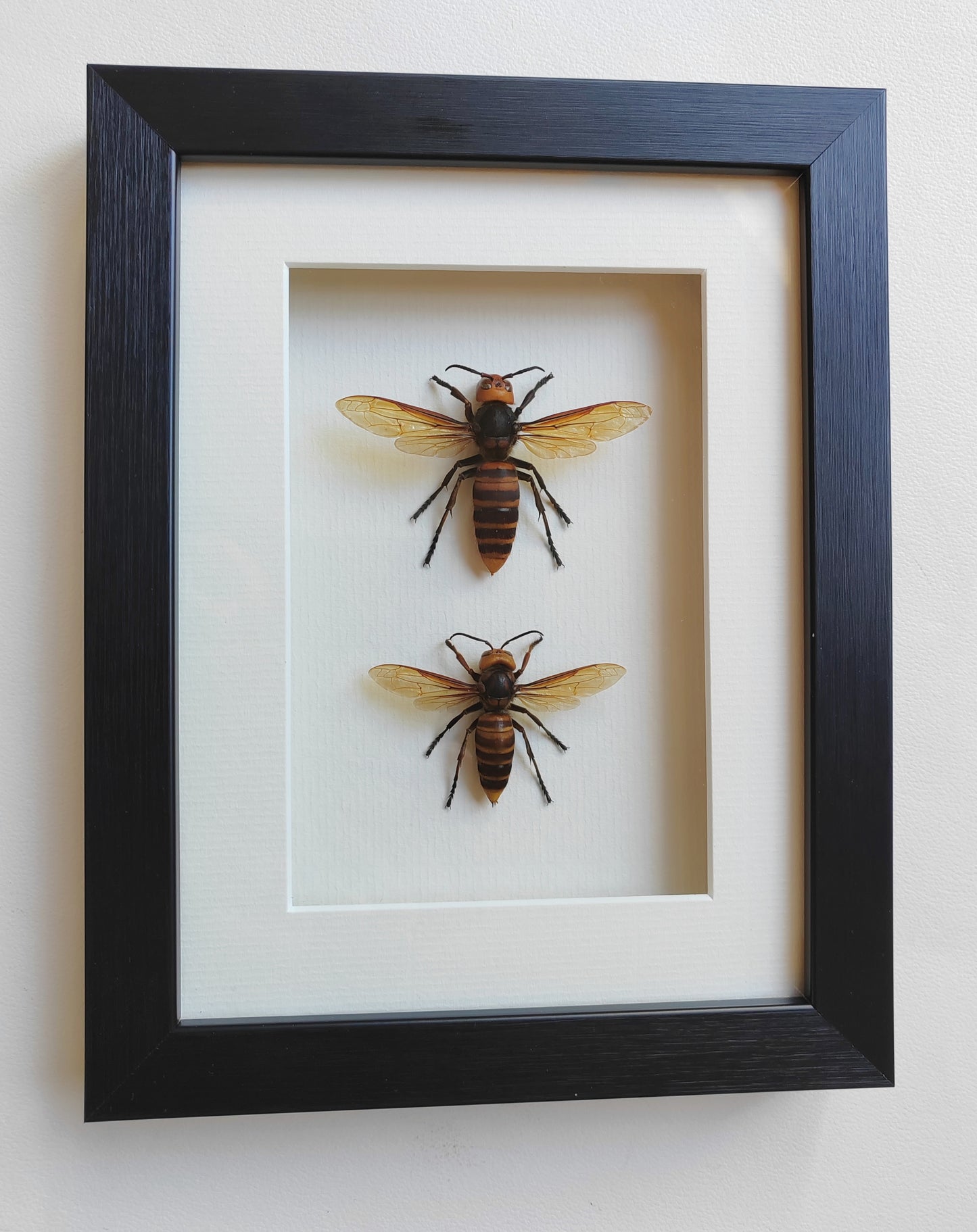 Vespa mandarinia, Giant Asian Hornet - real Queen and Worker framed specimens