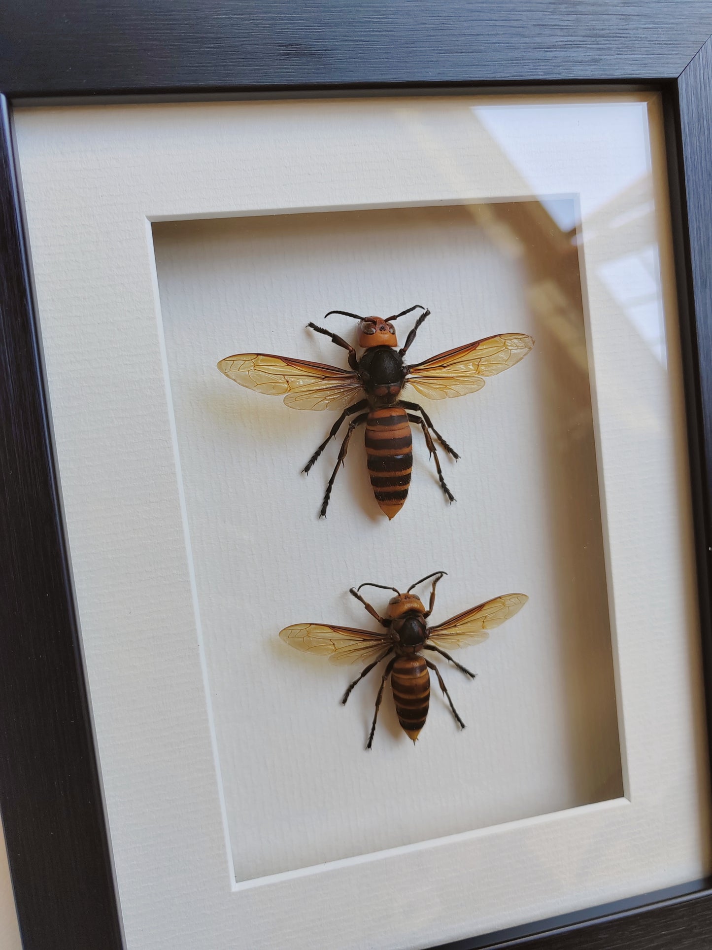 Vespa mandarinia, Giant Asian Hornet - real Queen and Worker framed specimens