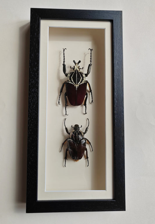 Goliathus goliatus real framed specimens Male & female pair