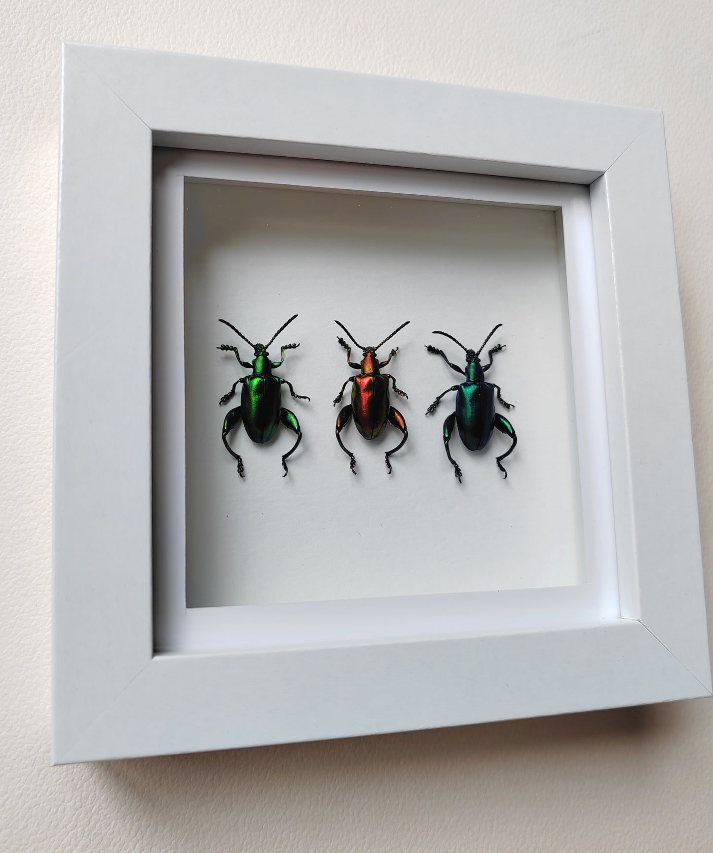 Sagra femorata, frog legged beetles, real specimens 3 colours