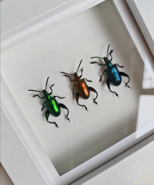 Sagra femorata, frog legged beetles, real specimens 3 colours