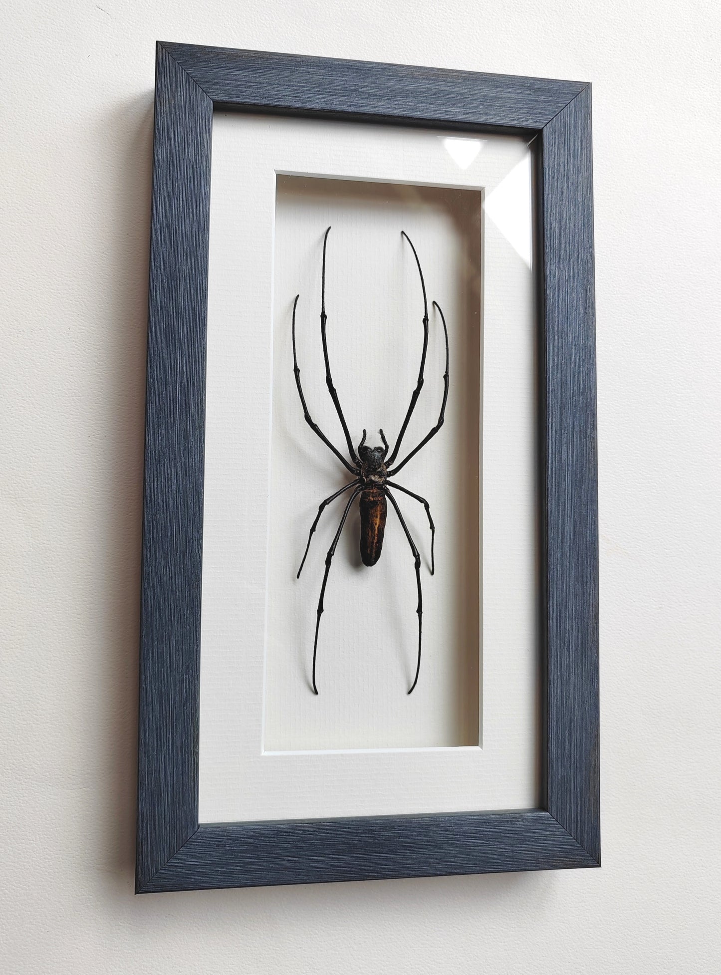 Nephila pilipes, real framed giant orb weaver spider specimen