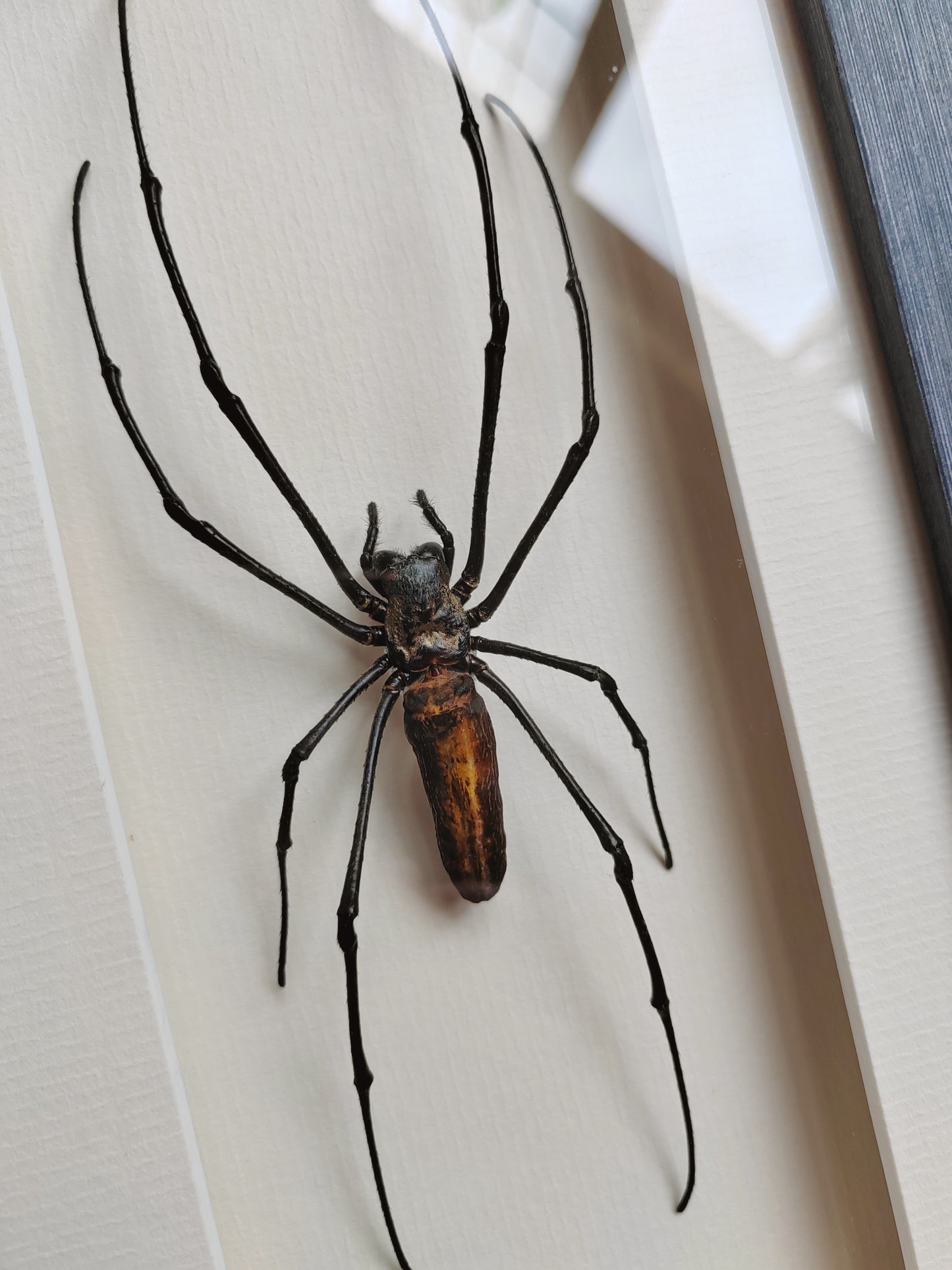 Nephila pilipes, real framed giant orb weaver spider specimen