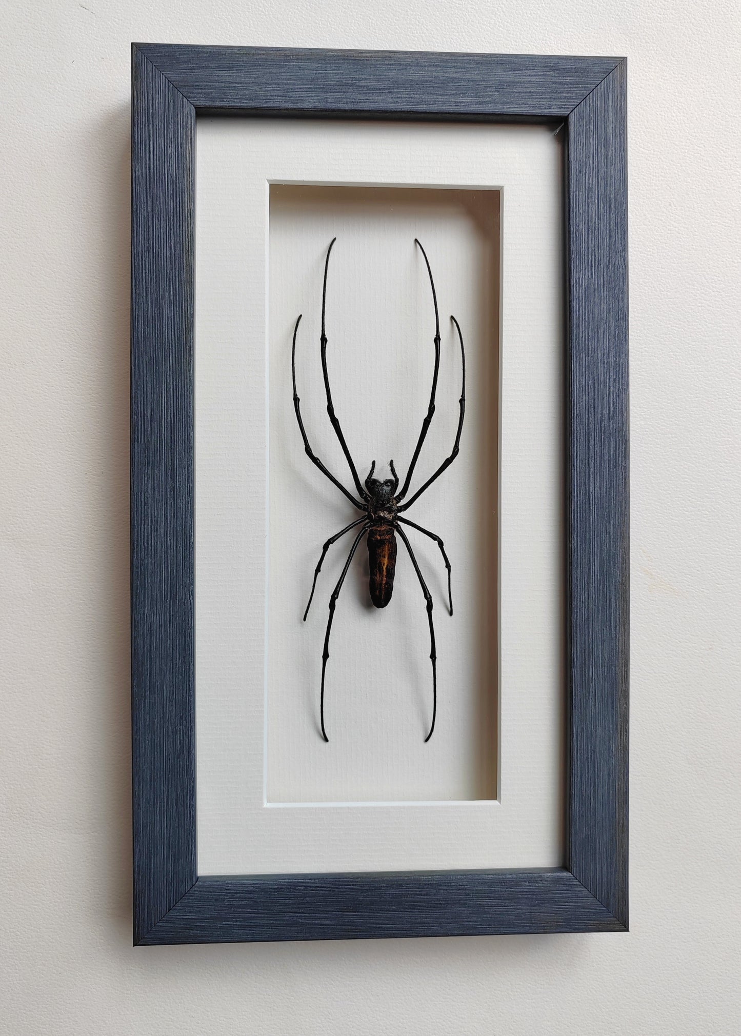 Nephila pilipes, real framed giant orb weaver spider specimen