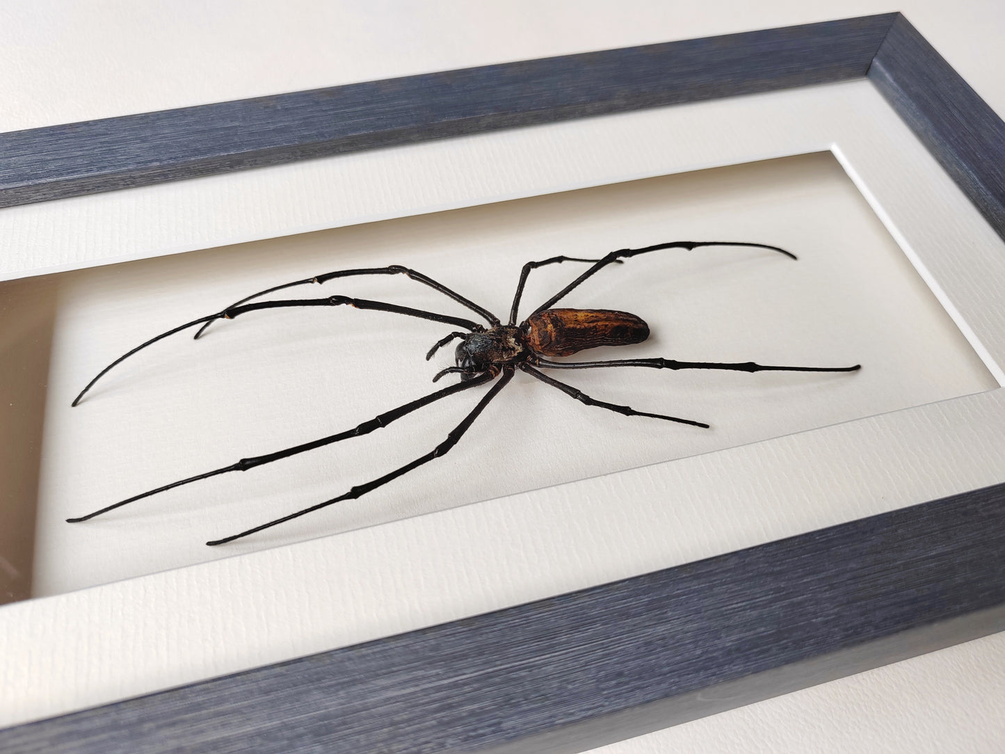 Nephila pilipes, real framed giant orb weaver spider specimen