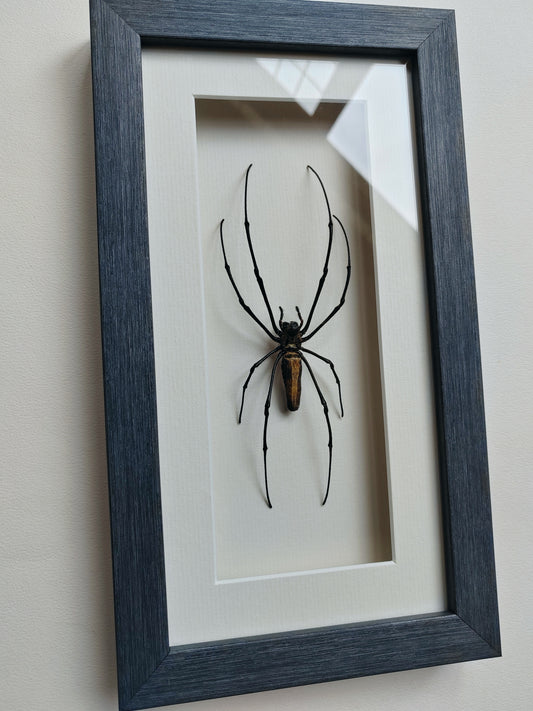 Nephila pilipes, real framed giant orb weaver spider specimen