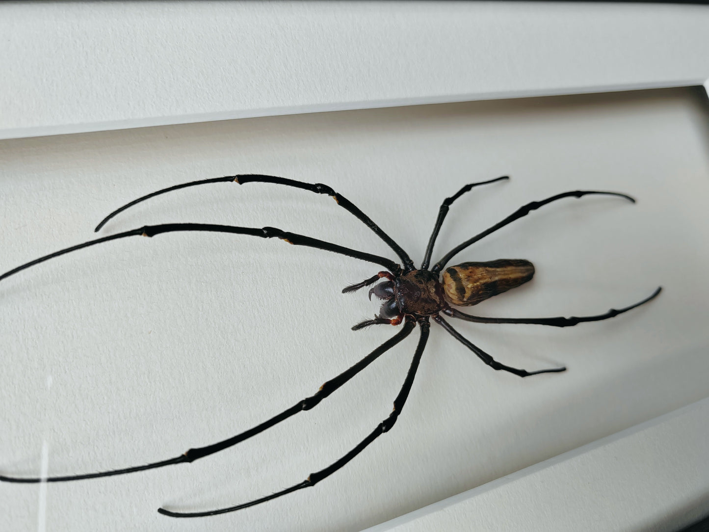 Nephila pilipes, real framed giant orb weaver spider specimen