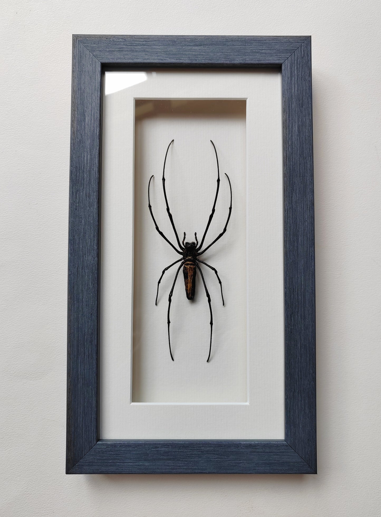 Nephila pilipes, real framed giant orb weaver spider specimen