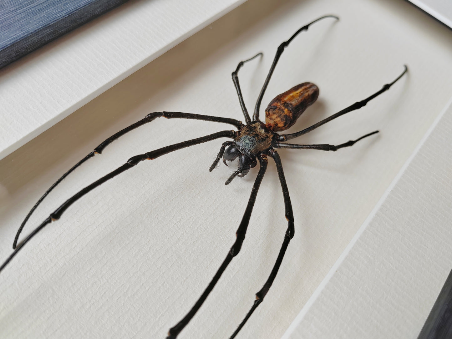 Nephila pilipes, real framed giant orb weaver spider specimen