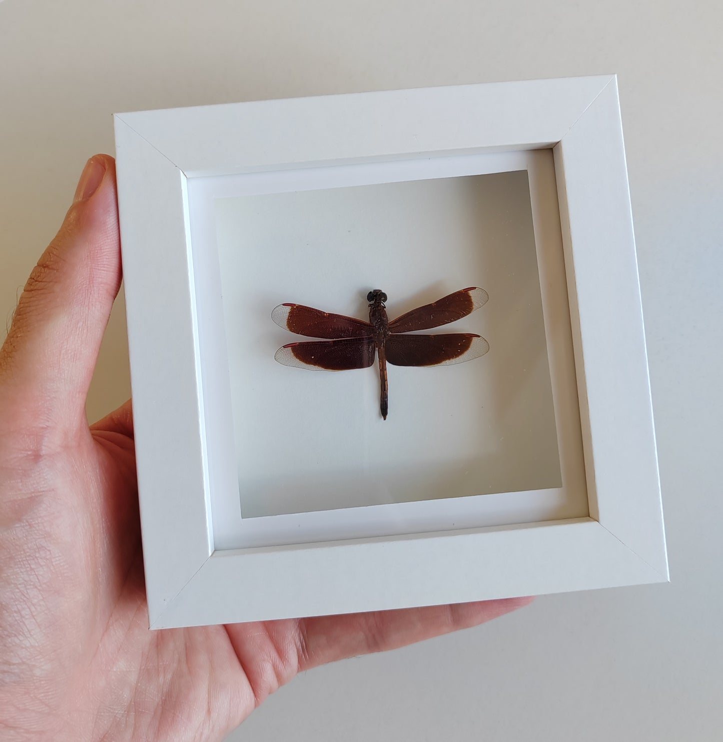 Small dragonfly real framed specimen Anisoptera sp.