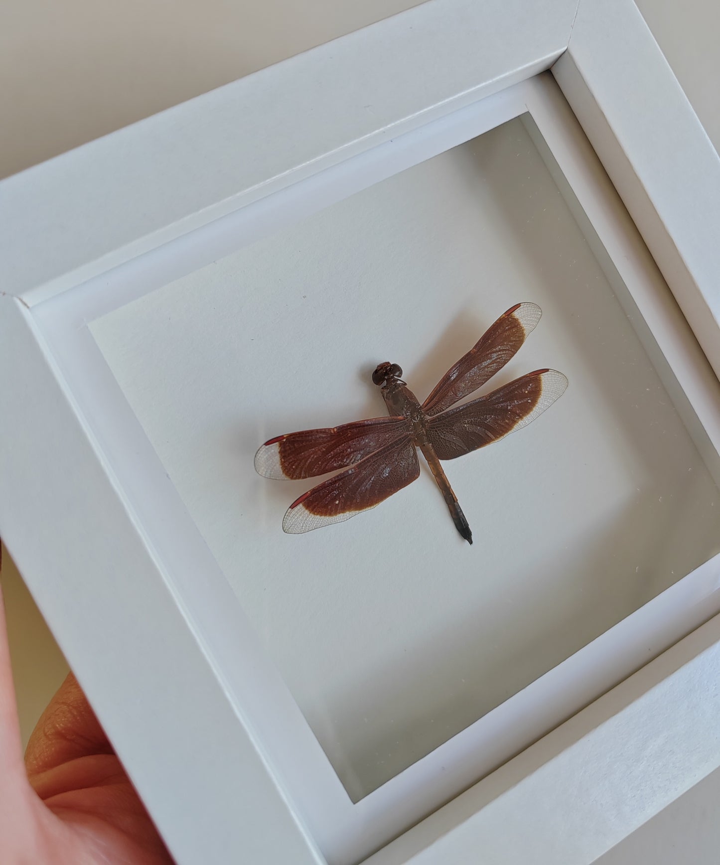 Small dragonfly real framed specimen Anisoptera sp.