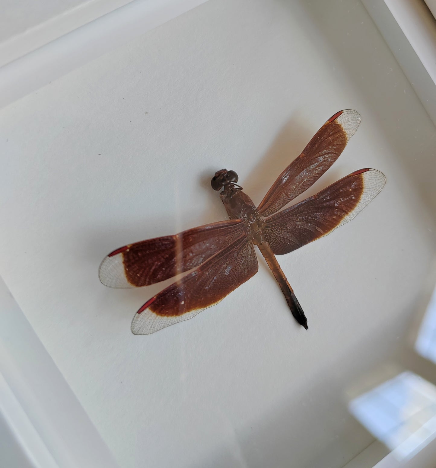 Small dragonfly real framed specimen Anisoptera sp.