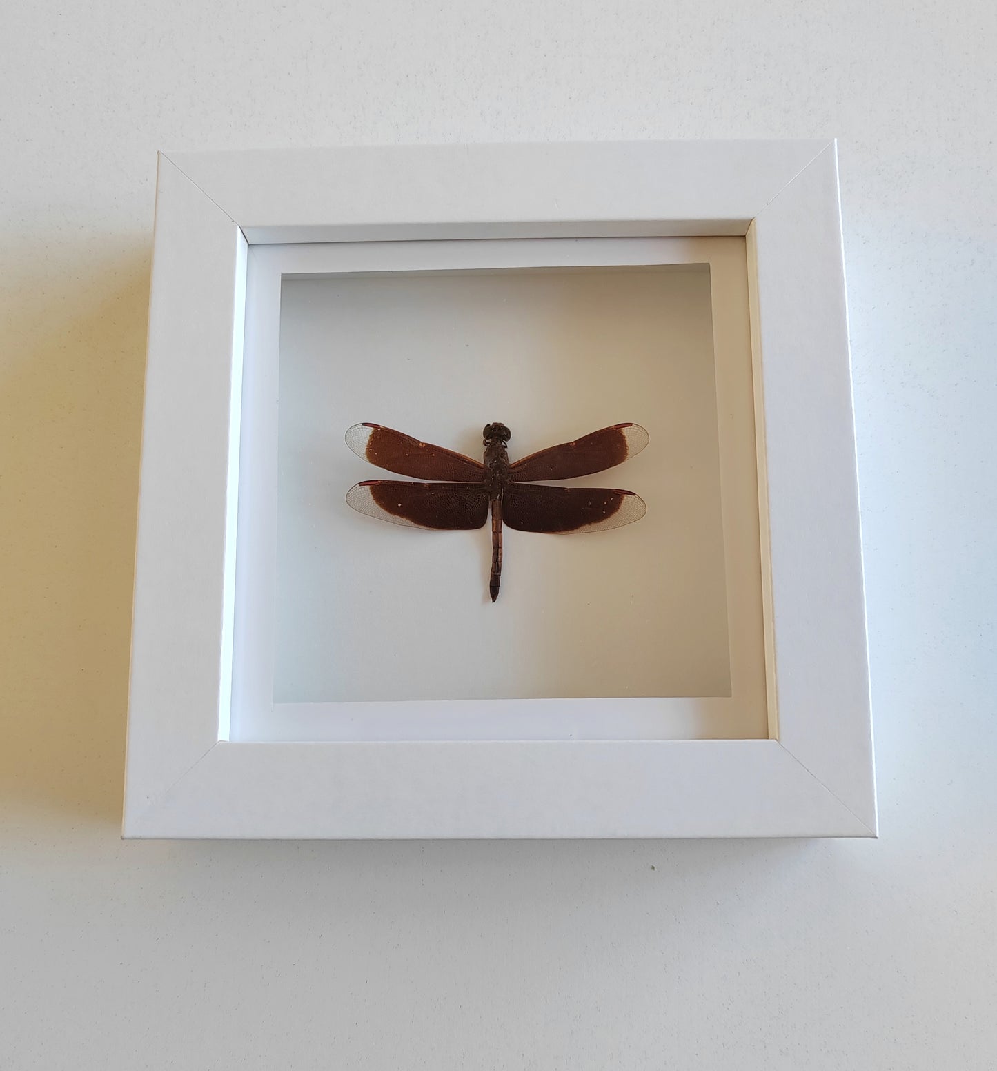 Small dragonfly real framed specimen Anisoptera sp.