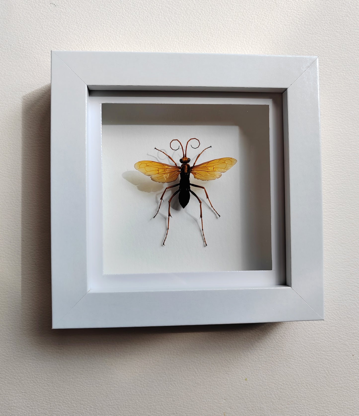 Spider Hunting wasp, Hemipepsis sp. Real framed specimen