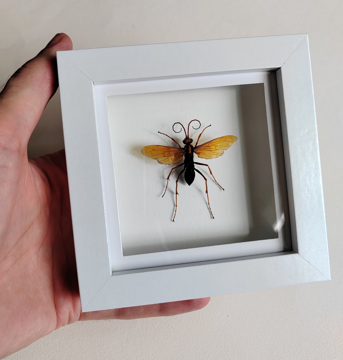 Spider Hunting wasp, Hemipepsis sp. Real framed specimen