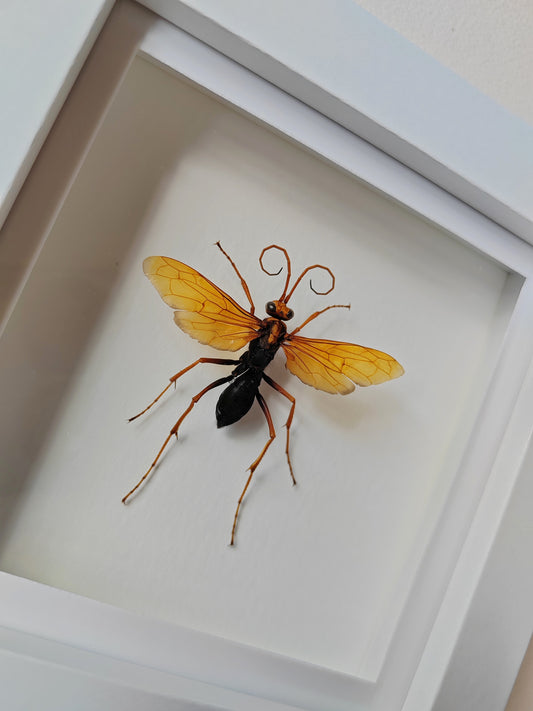 Spider Hunting wasp, Hemipepsis sp. Real framed specimen