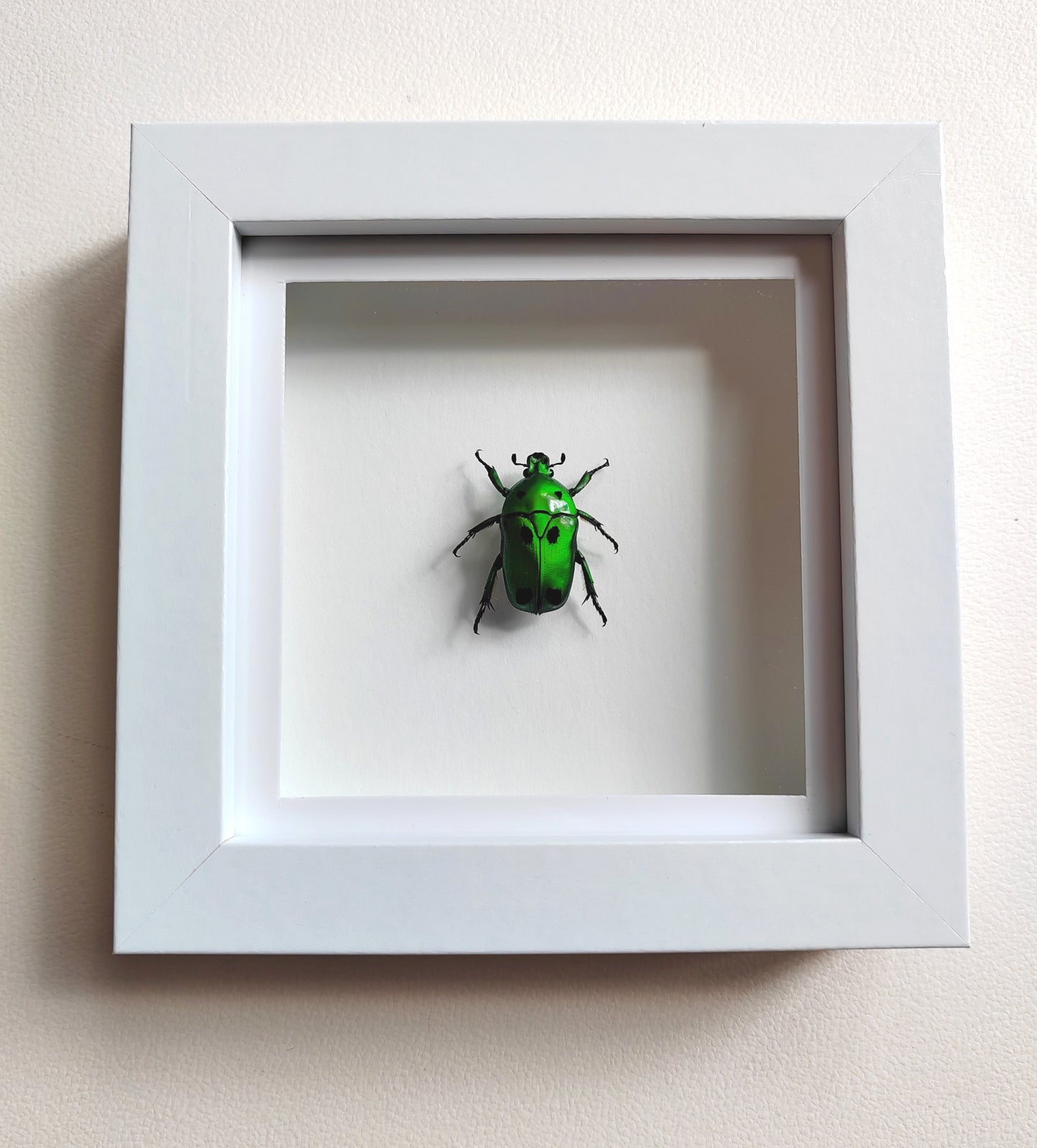 Heterorrhina sexmaculata, brilliant green chafer real framed specimen